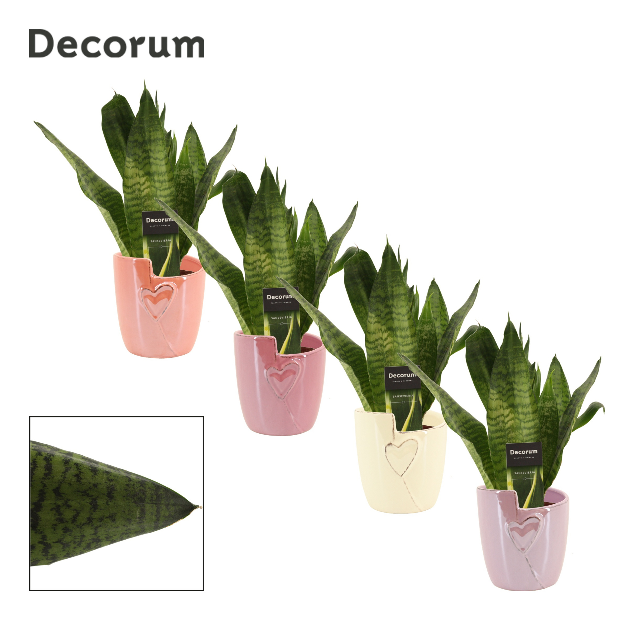 Sansevieria Super Green 12 cm in Joa (Special moods-collection), D 12