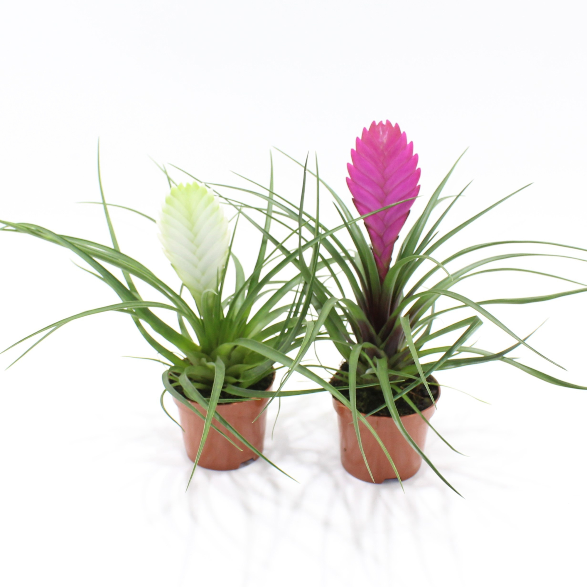 Tillandsia Gemengd (Zonder Hoes), D 9
