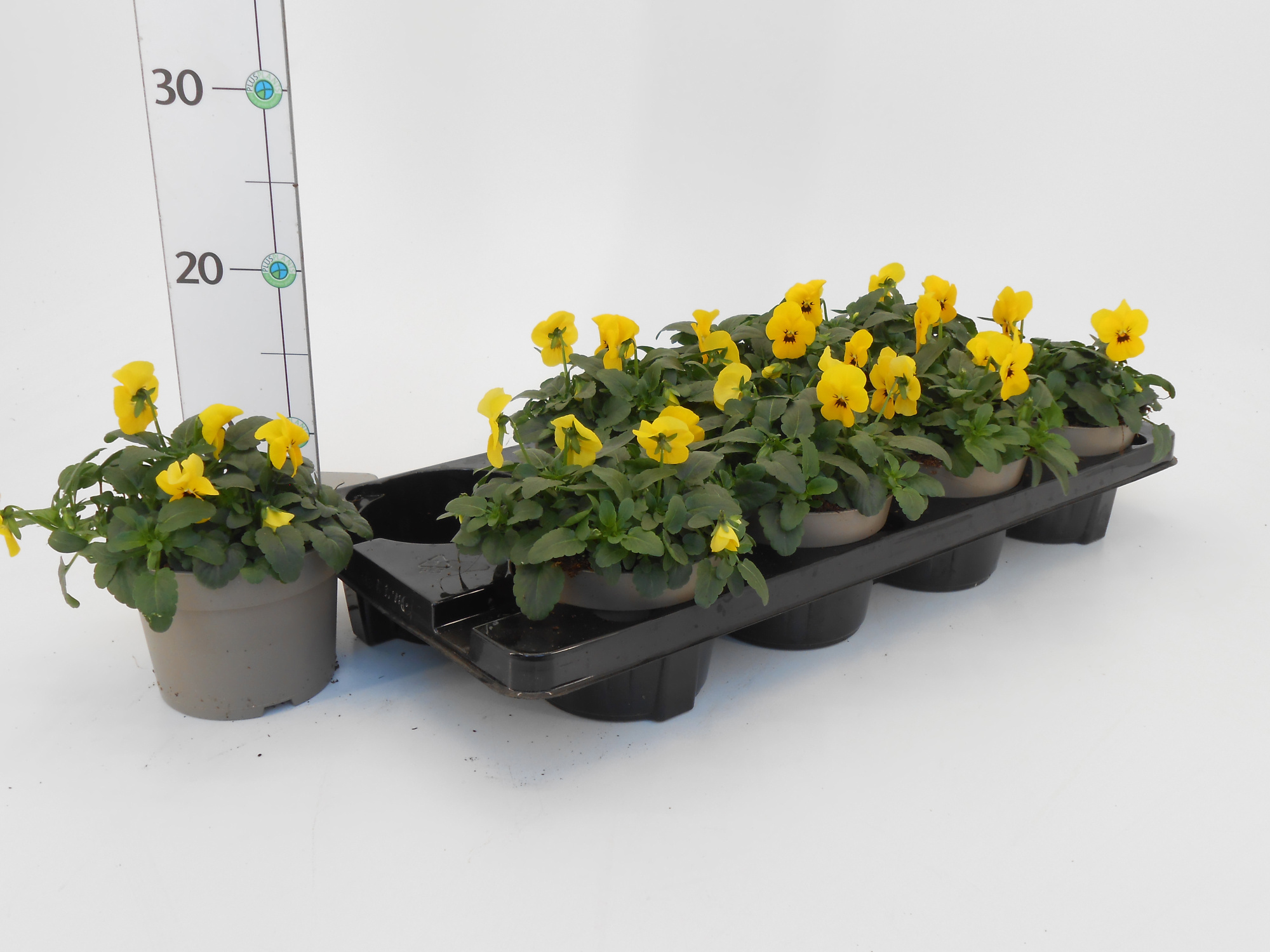 Viola cornuta yellow, D 13