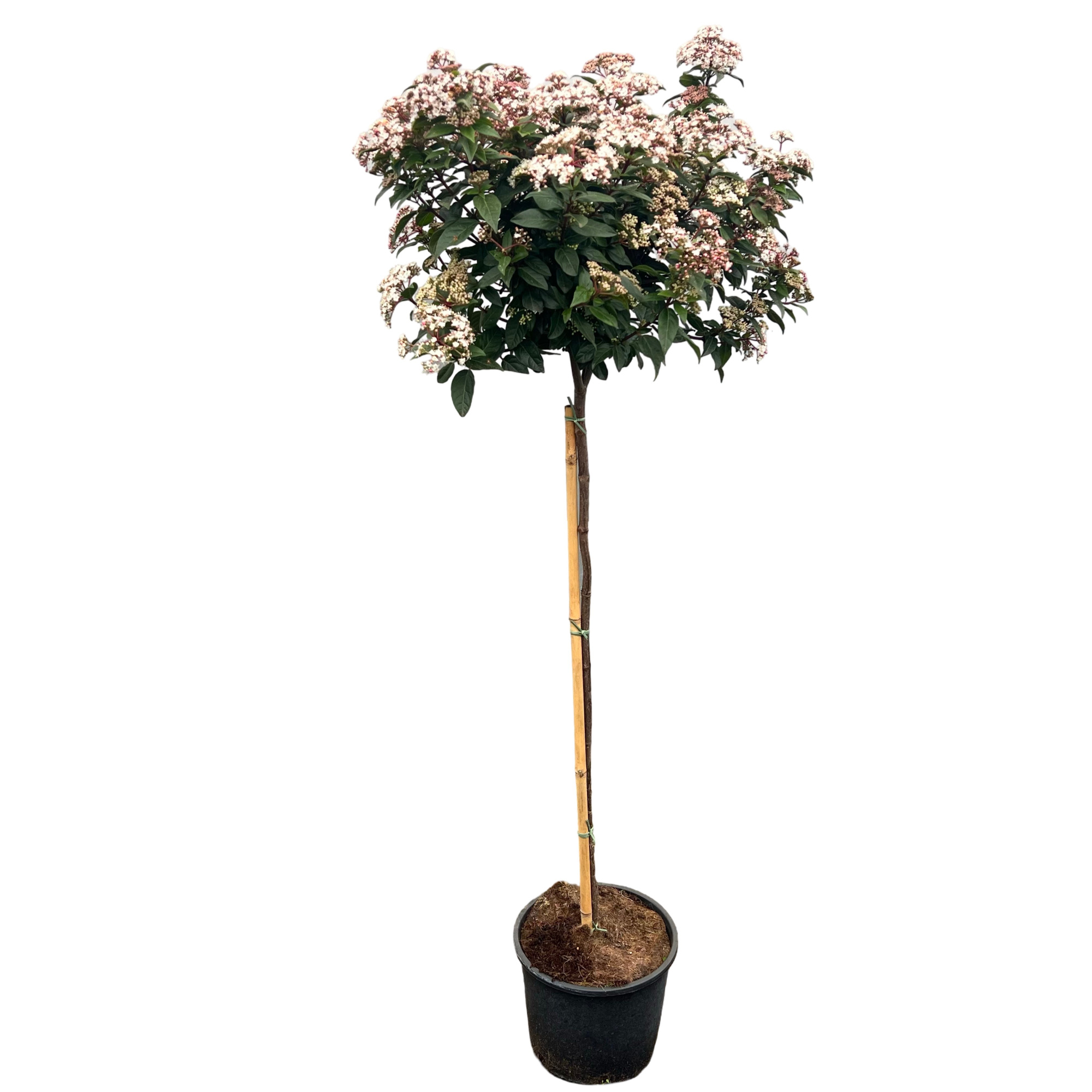Viburnum tinus spirit C12 100cm stam, D 27