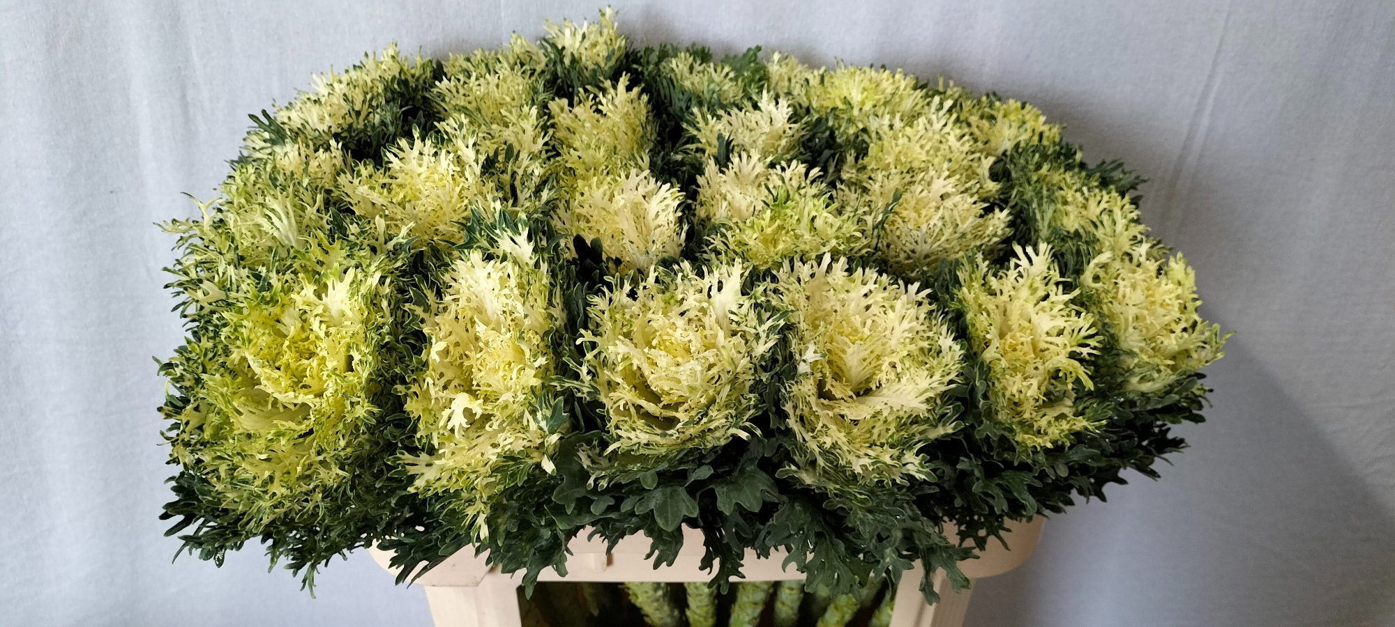 Брассика Крэйн Физер Сноу 70, шт.