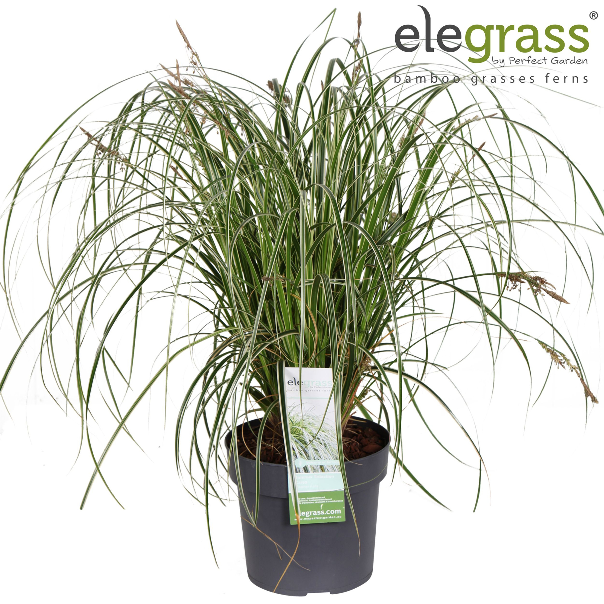Carex 'Feather Falls' P19, D 19 cm