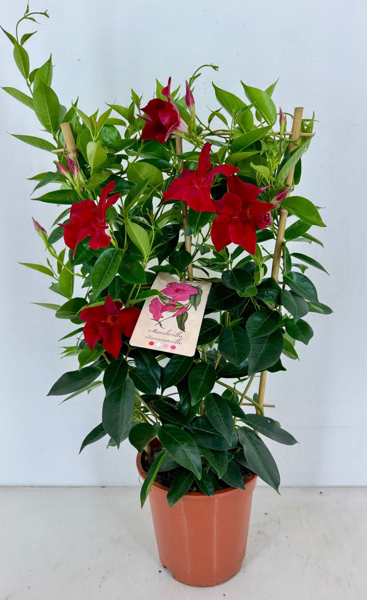 p17 Mandevilla Rio Grande Scarlet rek, D 17