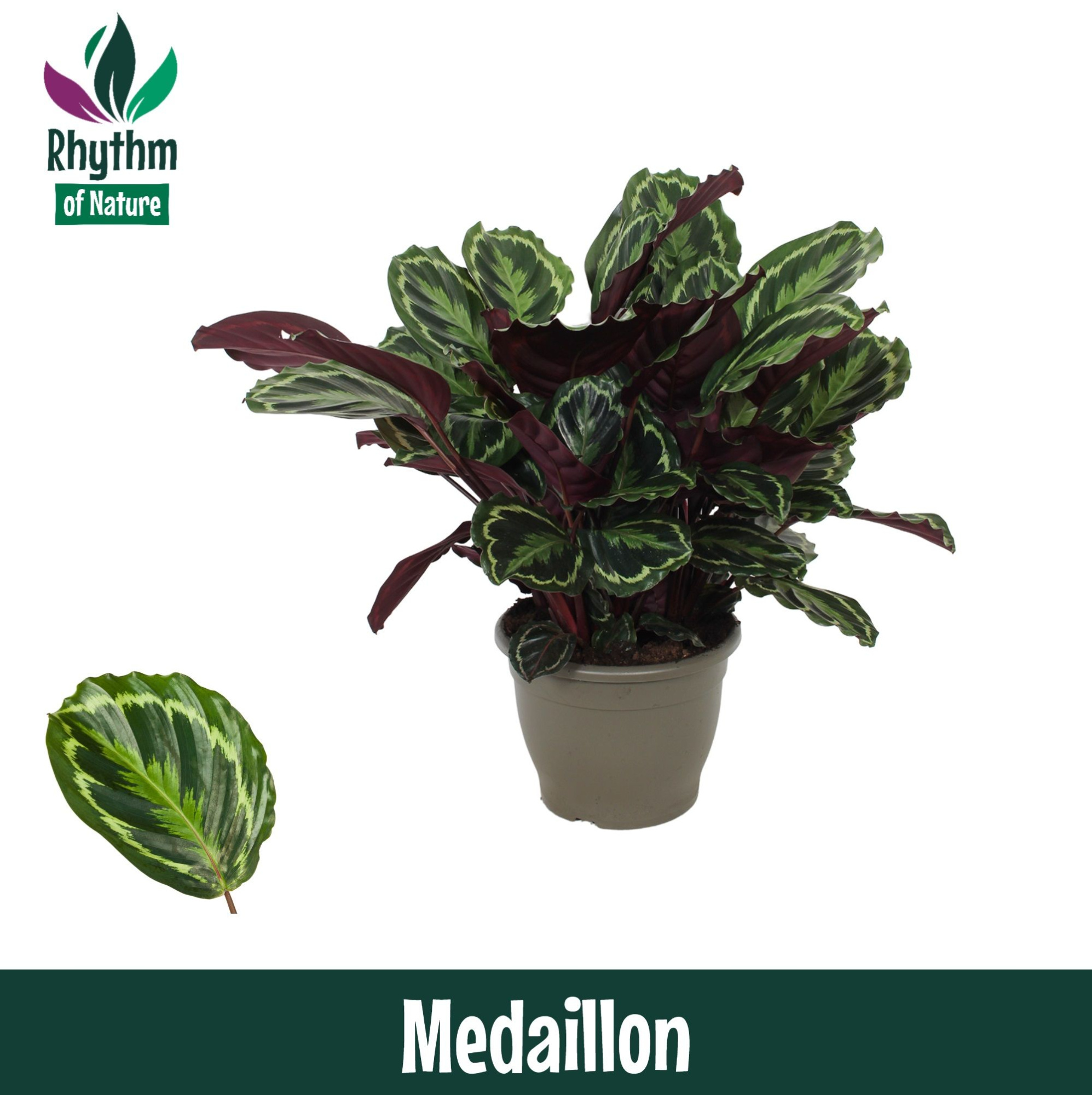 Calathea 32cm Medaillon Rhythm of Nature, D 32