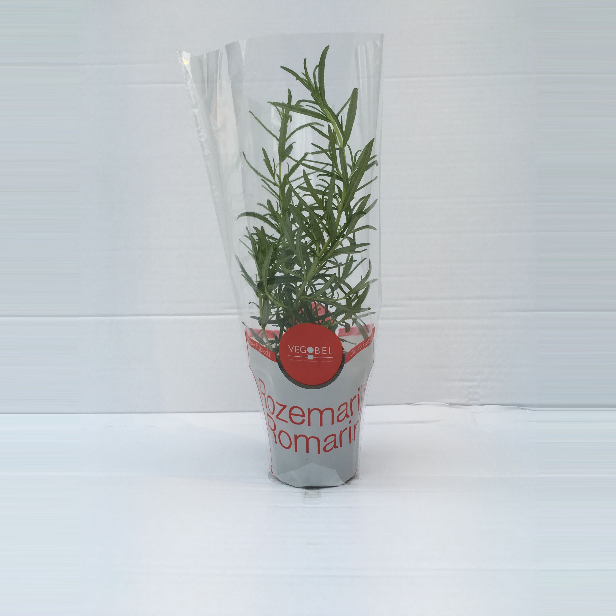 Rozemarijn P9, D 9 cm