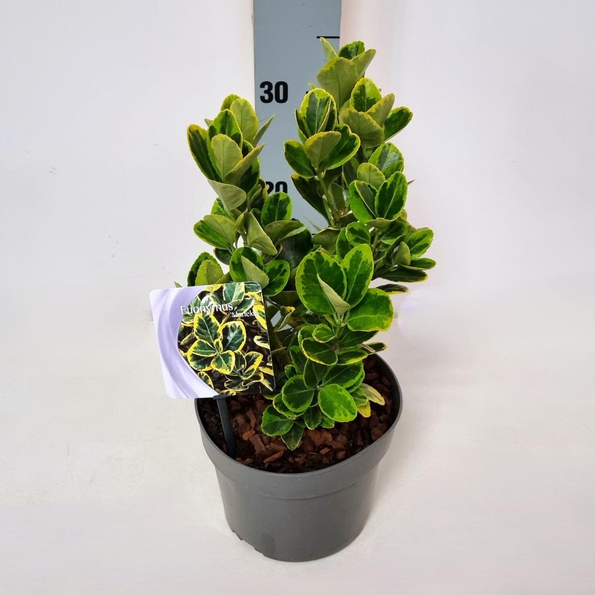 Euonymus jap. 'Marieke' P17, D 17