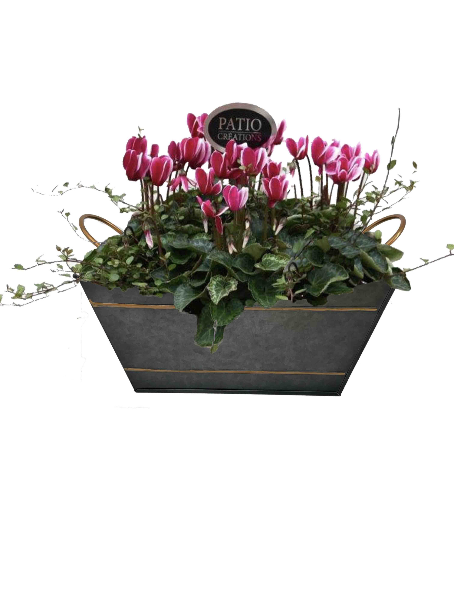 CYM840-9006 Cyclaam/Muehlenbeckia Sterre zink vierkant, D 23 cm