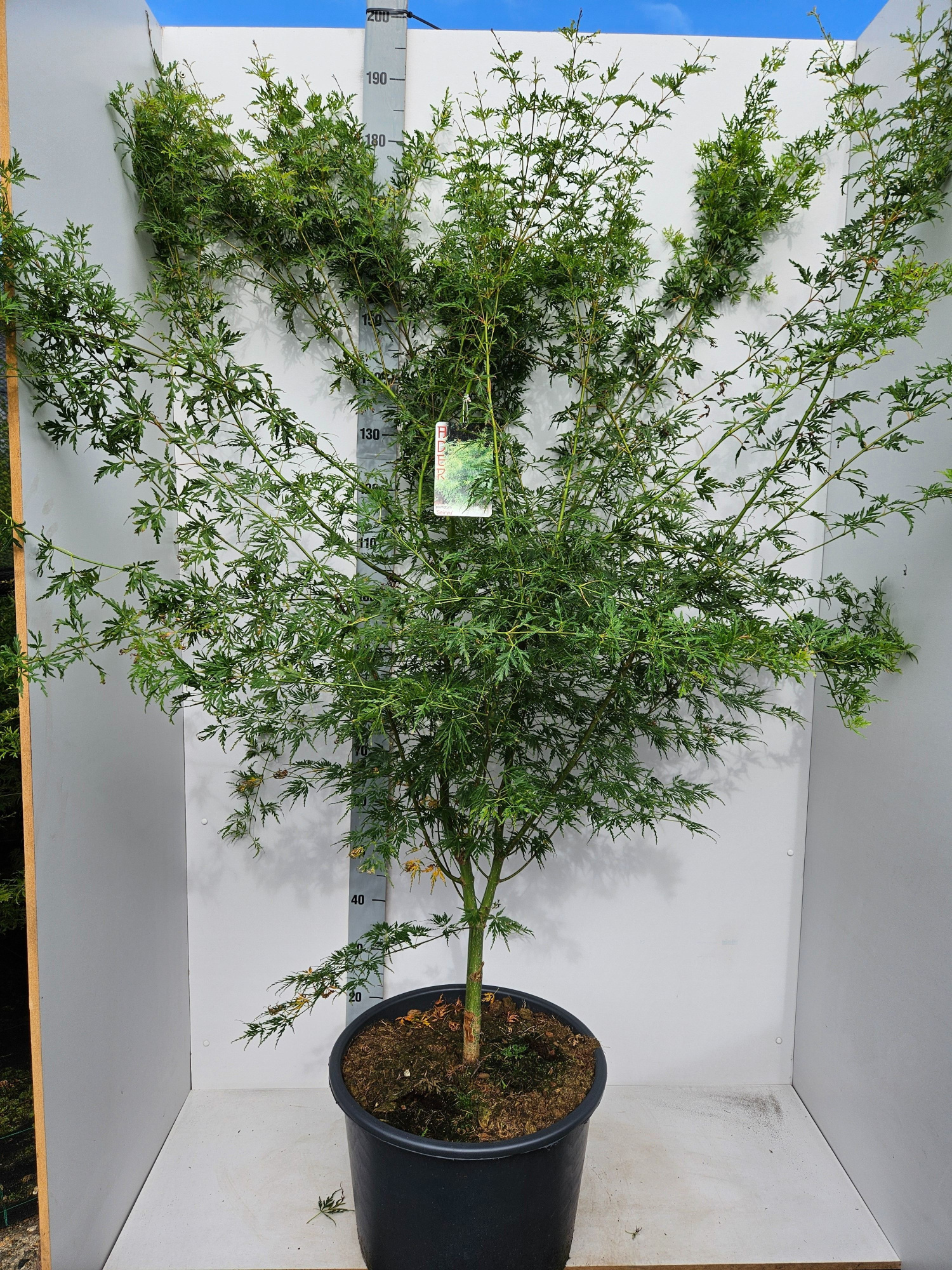 Acer palmatum 'Seiryu', D 43 cm