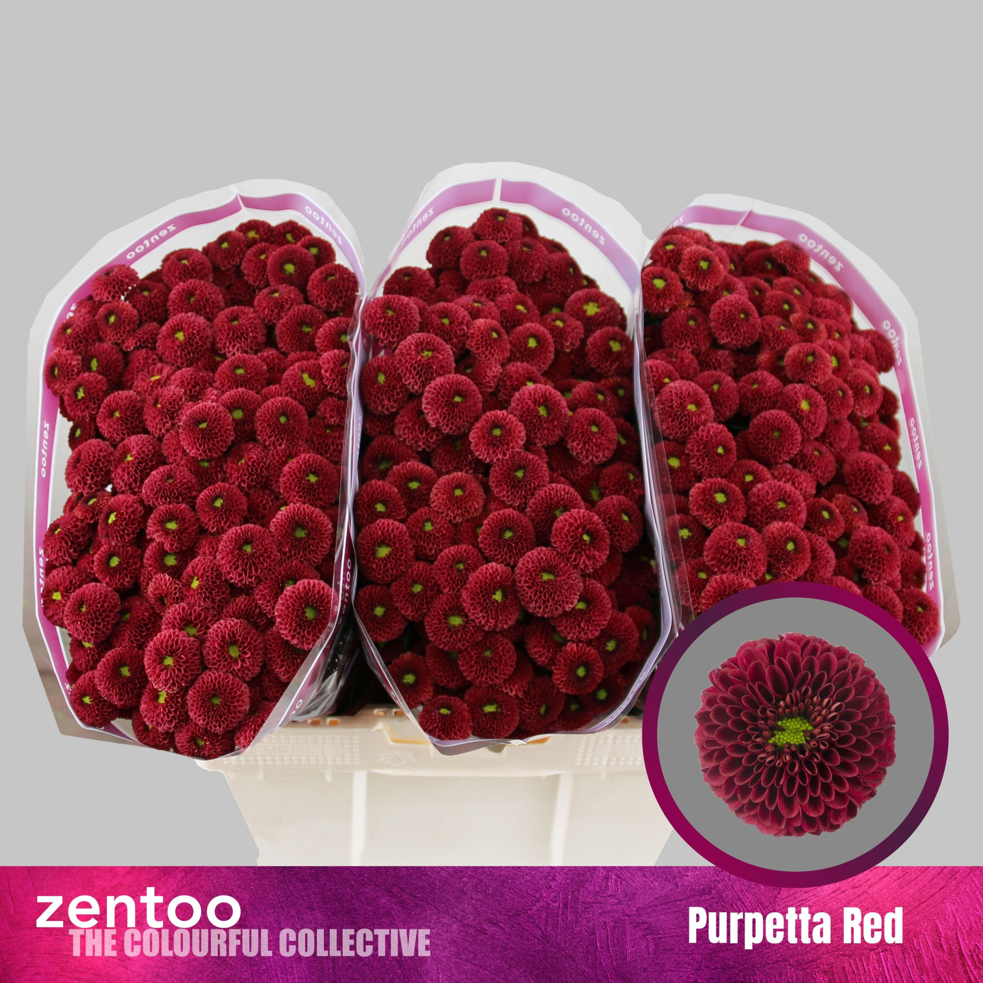 Сантини Пурпетта Рэд, шт.