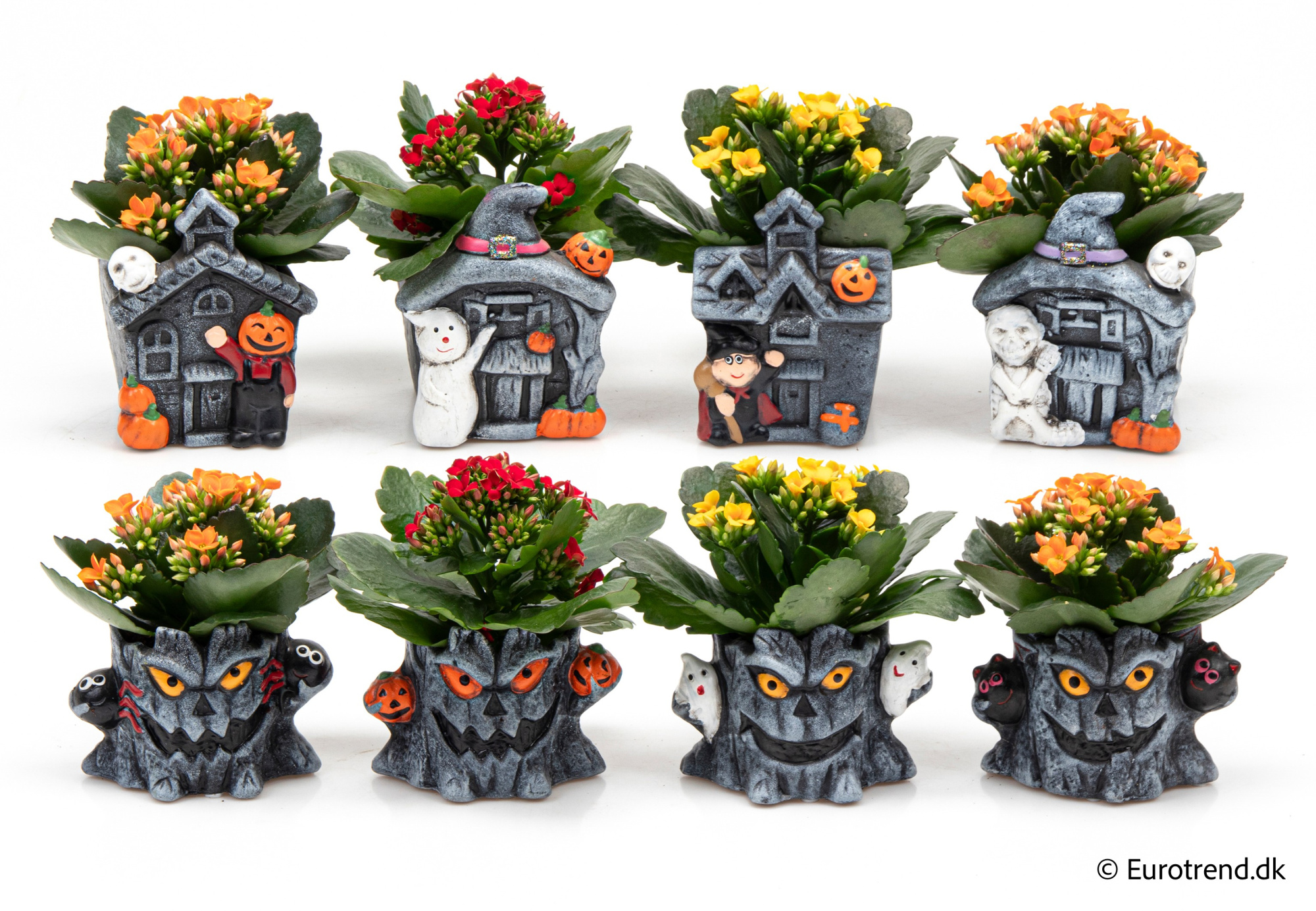 Kalanchoe in Halloween ceramic 2025, D 6 cm