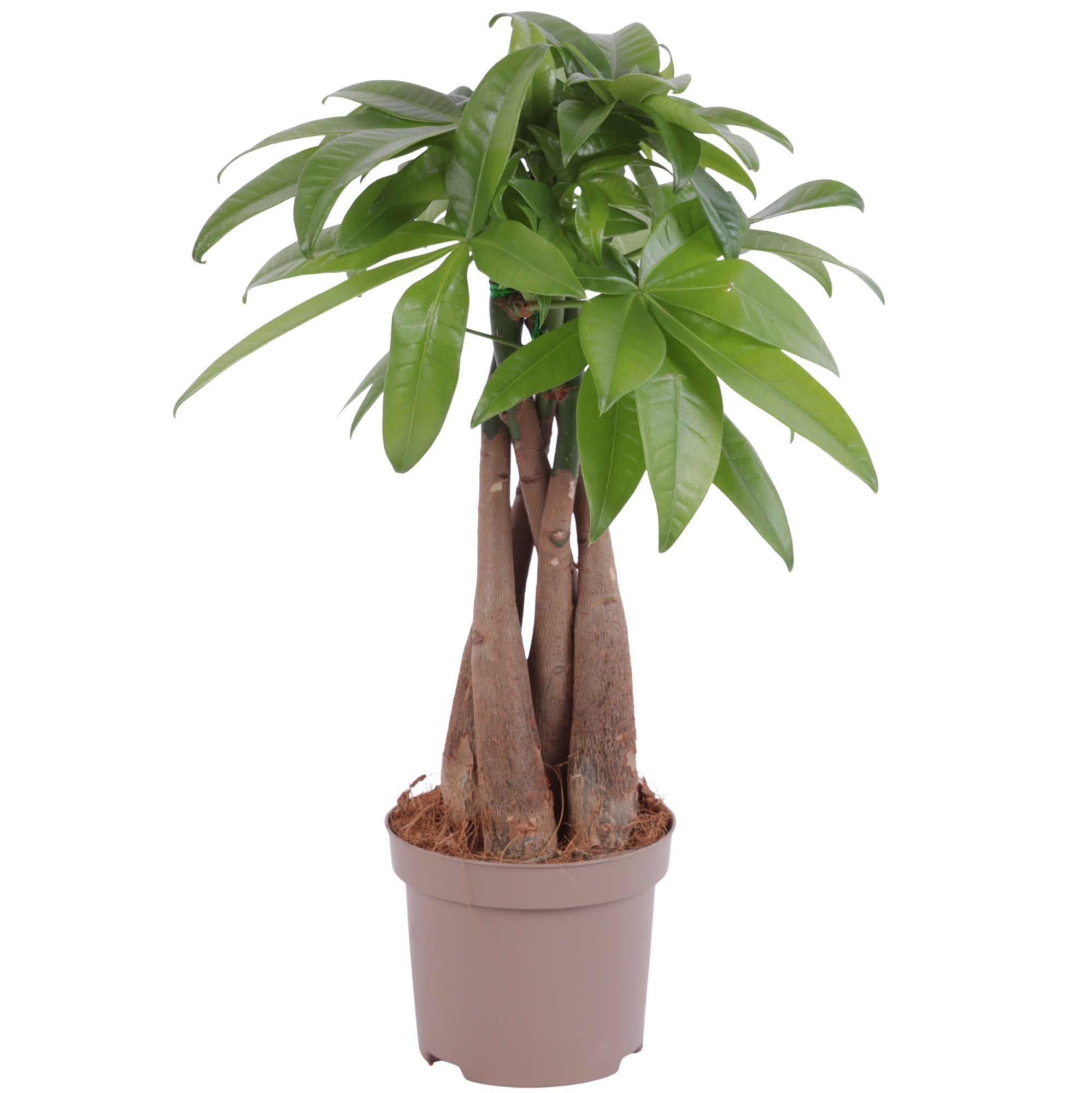 Pachira Aquatica Braided pot Ø09cm Carbon Free pot, D 9