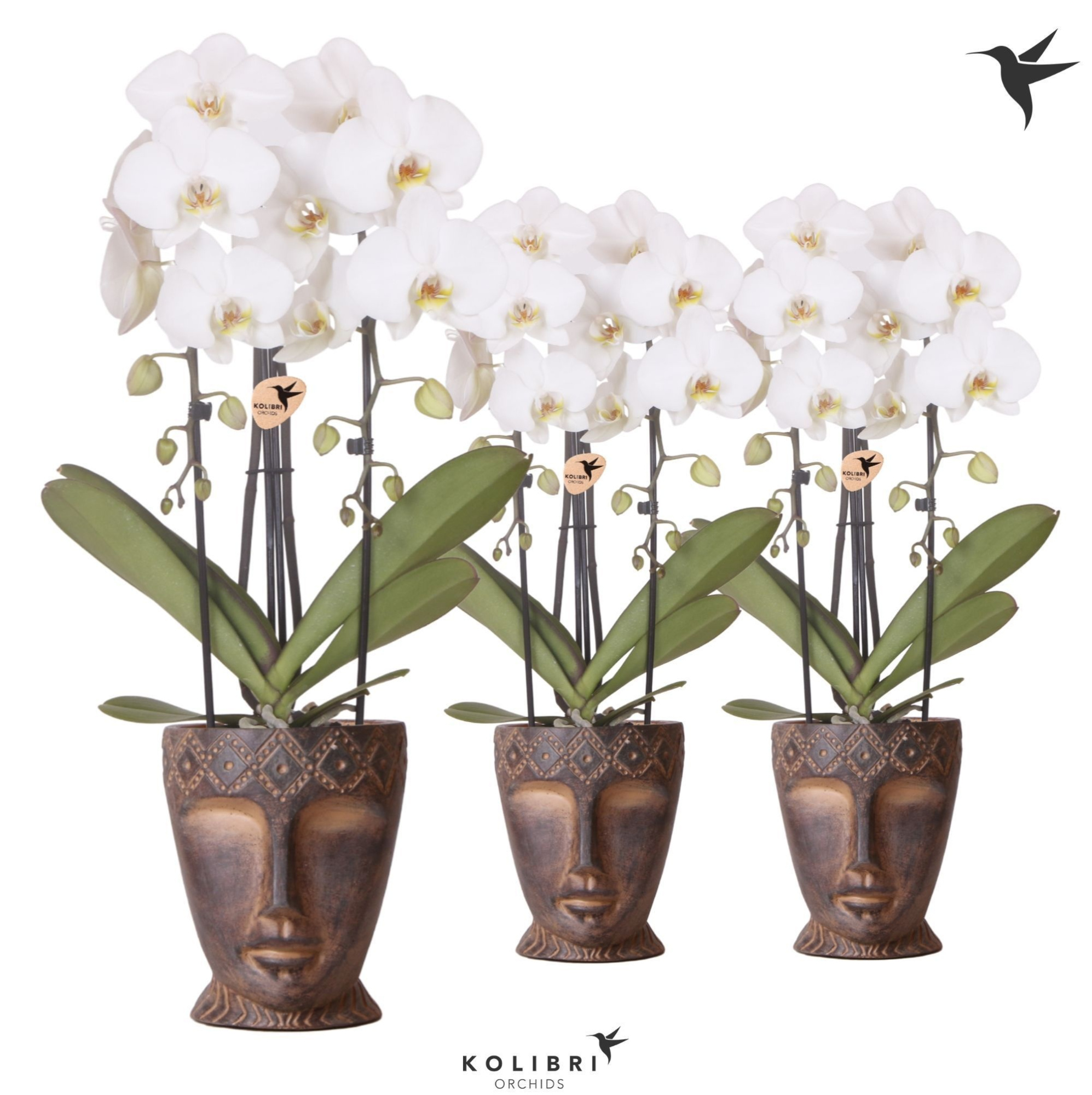 Kolibri Orchids Cascade Niagara Fall white 2 spike in Totem Mask pot, D 12