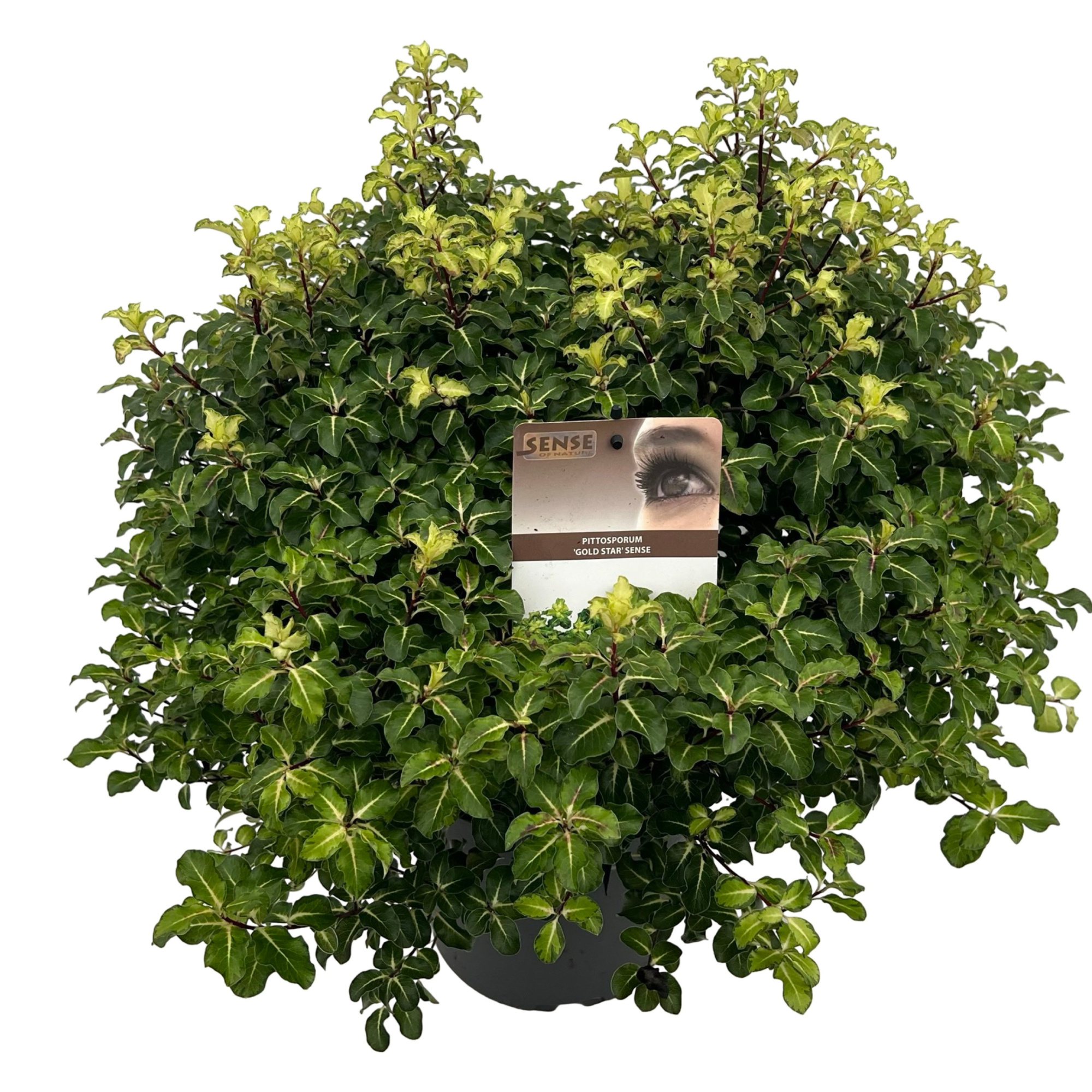 Pittosporum ten. 'Gold Star' sense, D 23