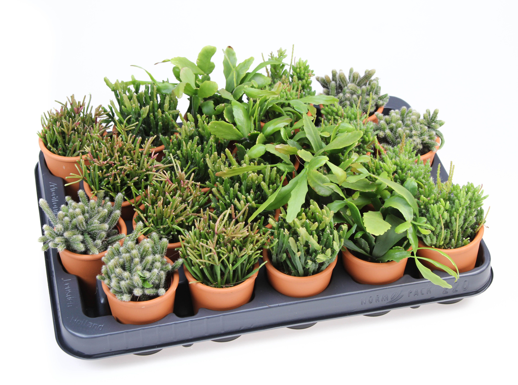 Rhipsalis mix in Rozenpot, D 5,5 cm