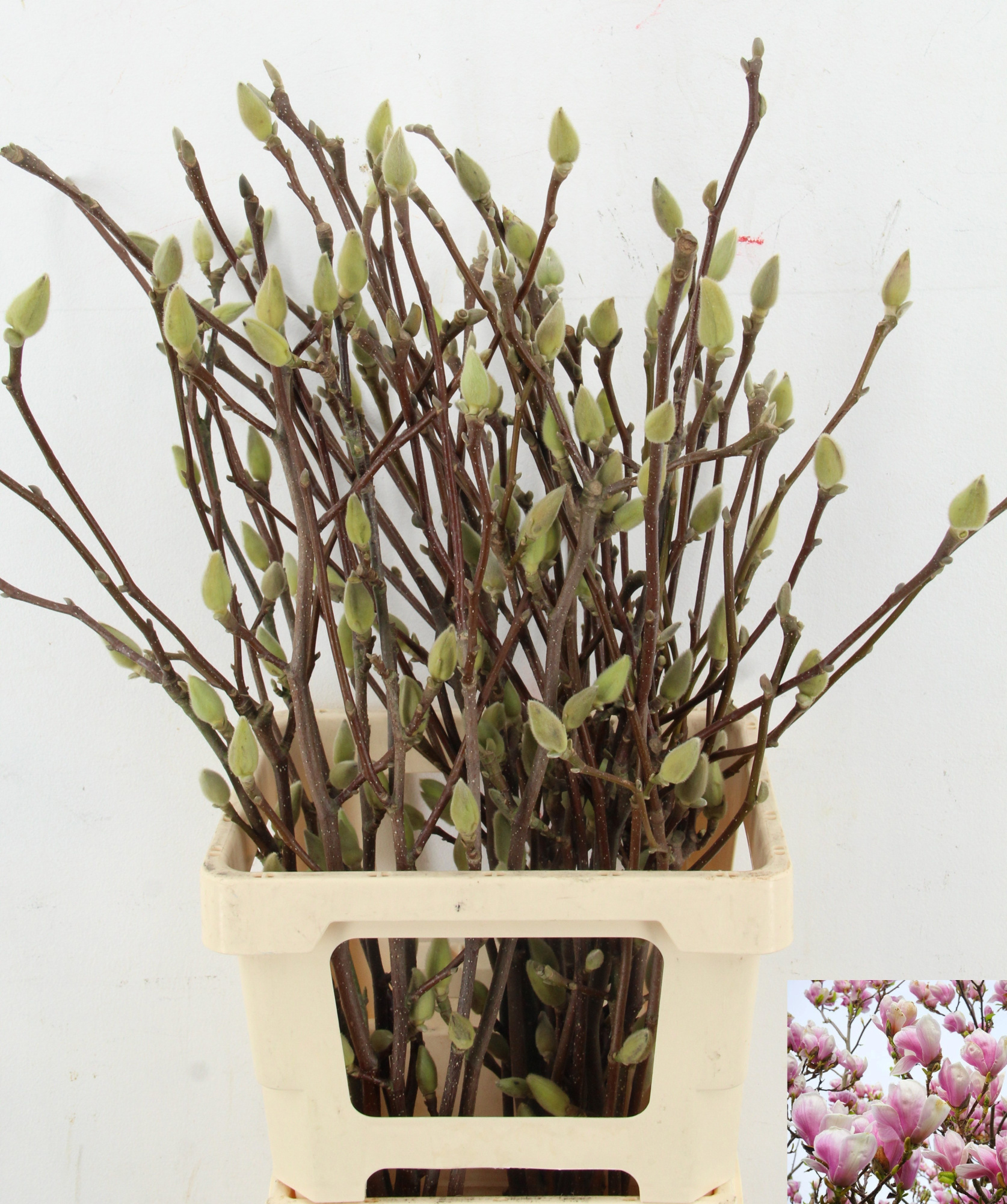 Магнолия Овериг 70, шт.