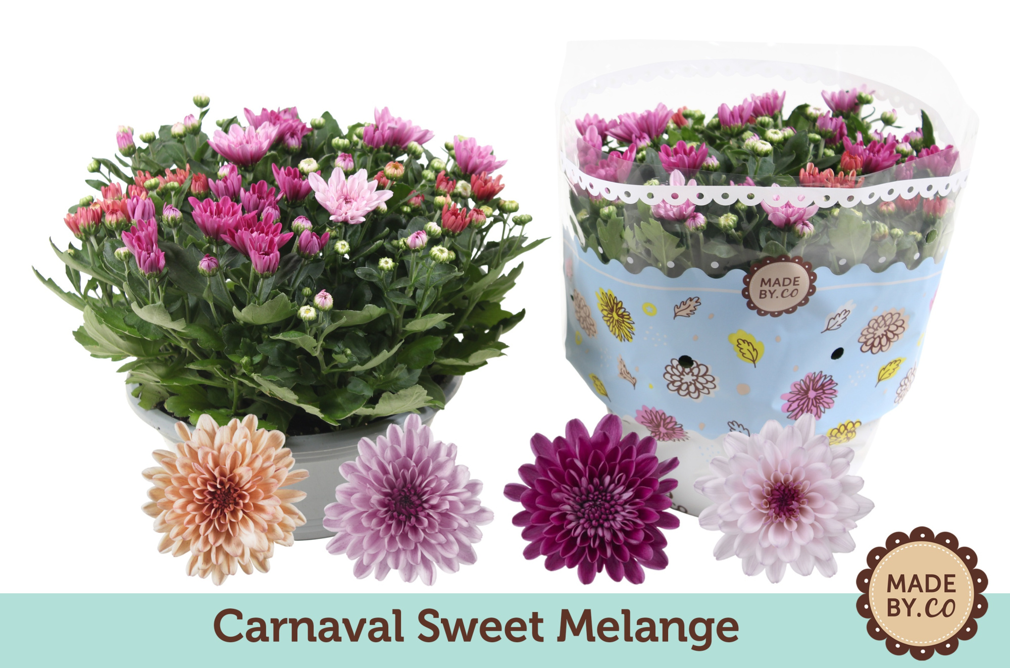 Chrysant Carnaval Sweet Melange, D 23