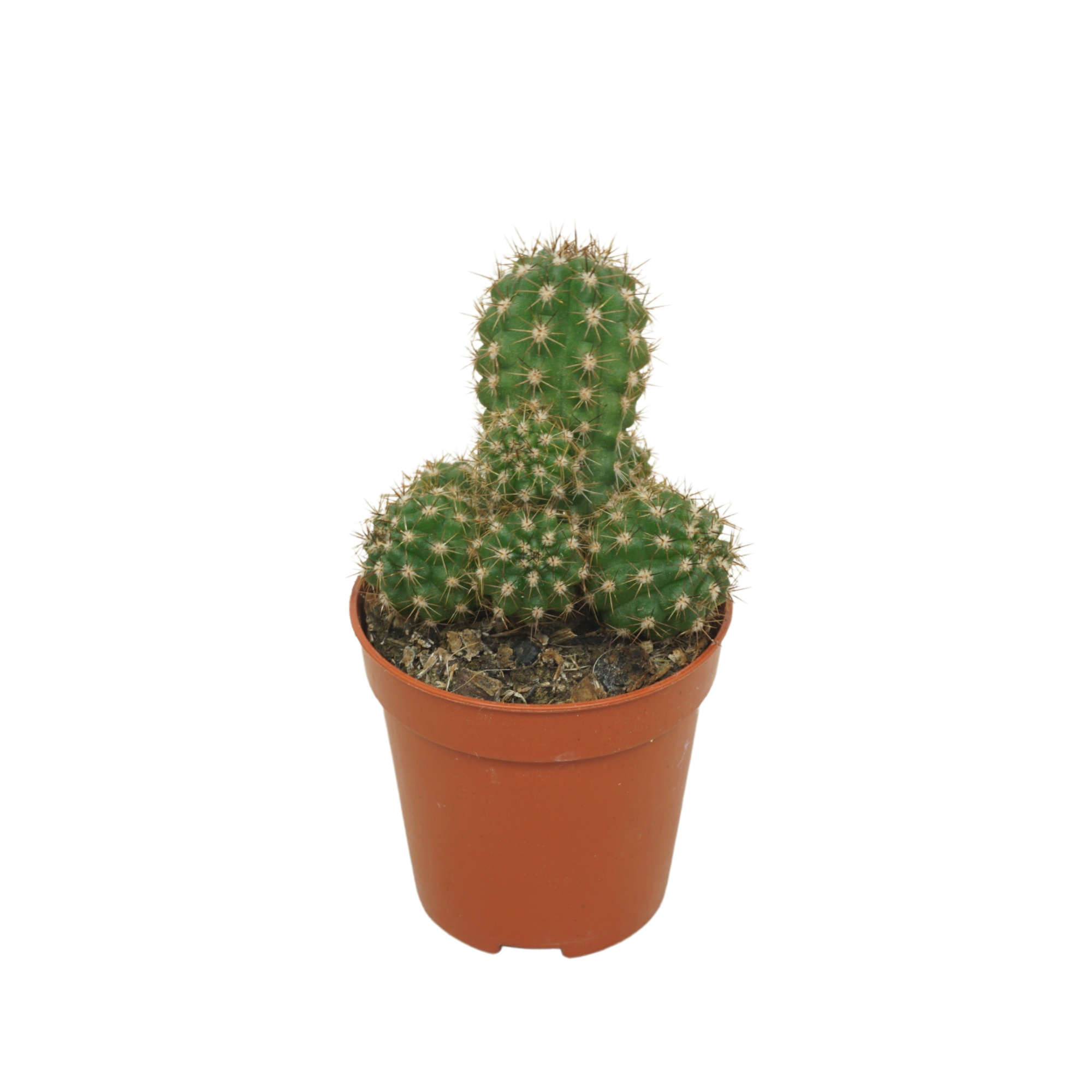 Chameocereus Ubink 'Red' 5,5 cm, D 5,5