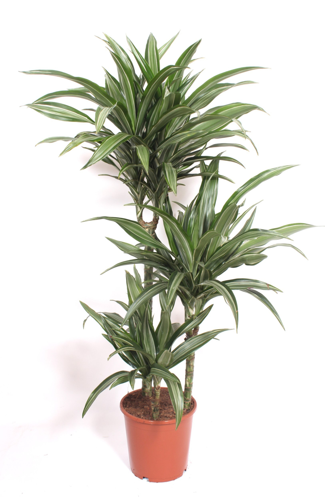 Dracaena Ulises 60-30-15, D 21 cm