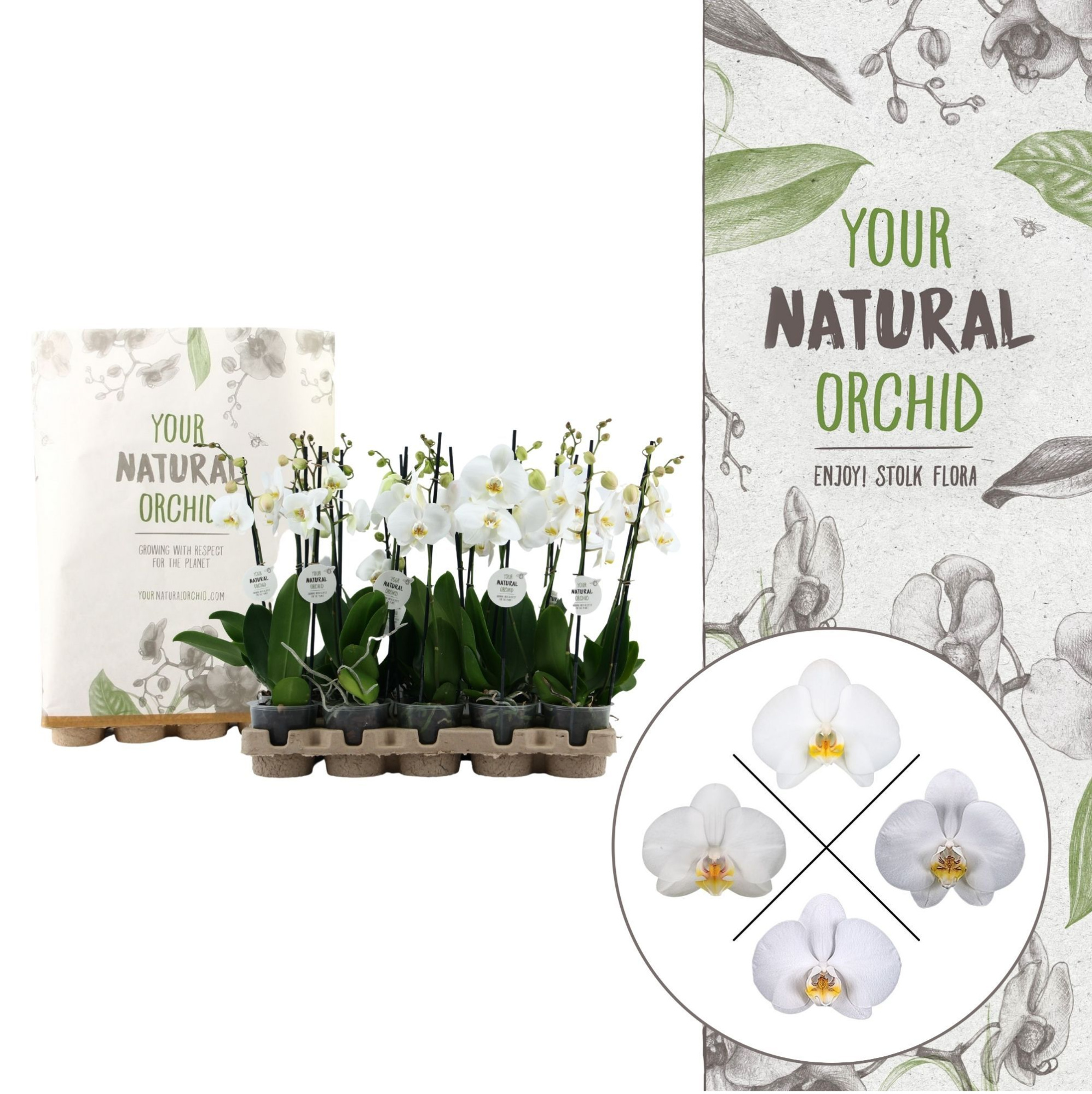 Your Natural Orchid | Eco White 50cm | Phalaenopsis 2 spike, D 12 cm