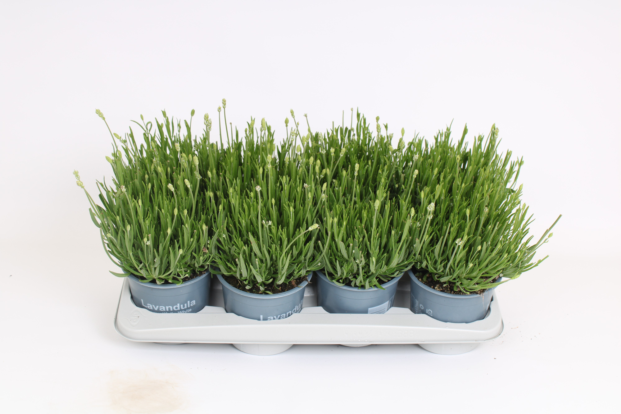 Lavandula angustifolia aromance white, D 14