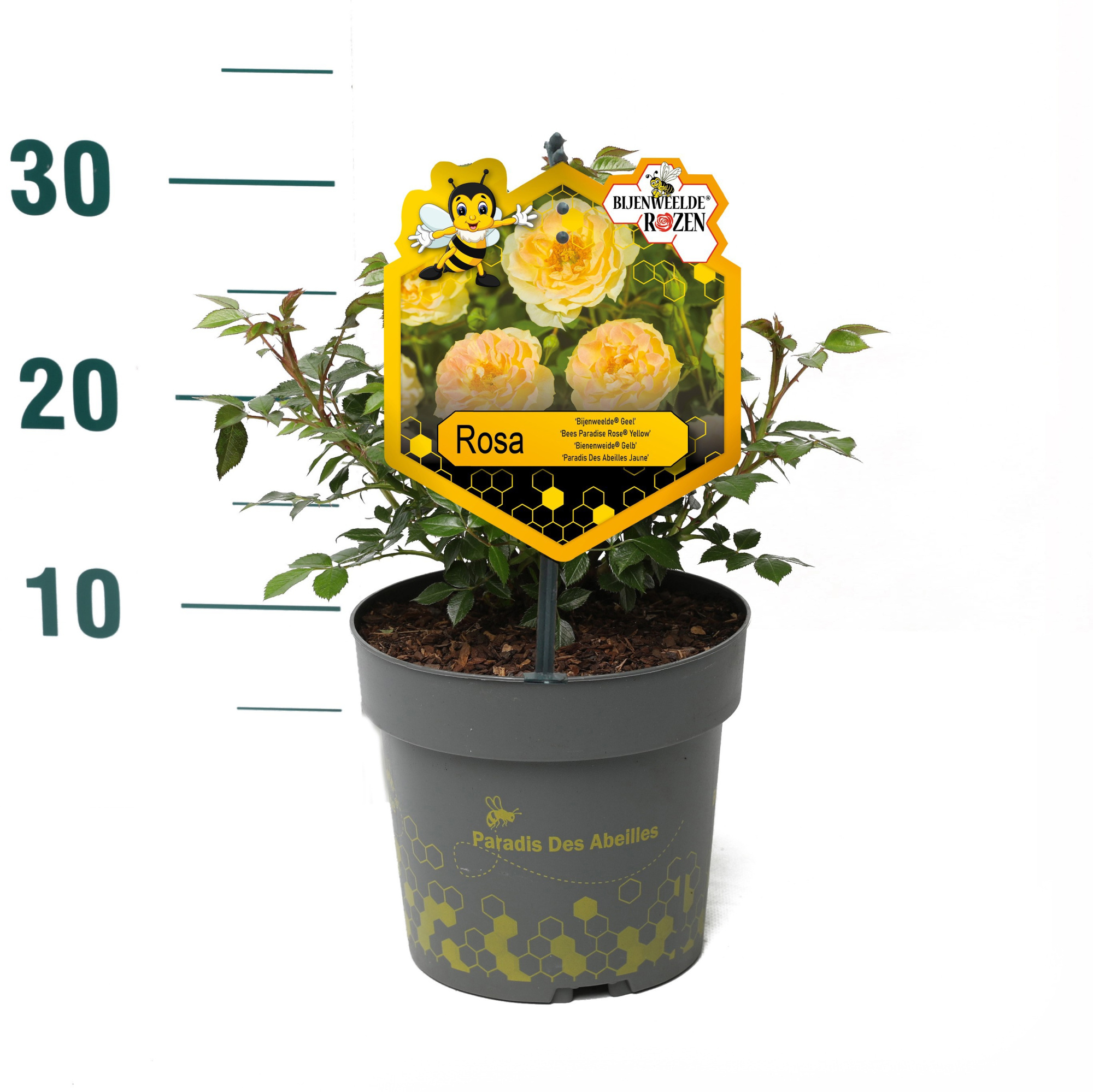 Rosa 'Yellow' - Struik - P17 - Bijenweelde, D 17 cm