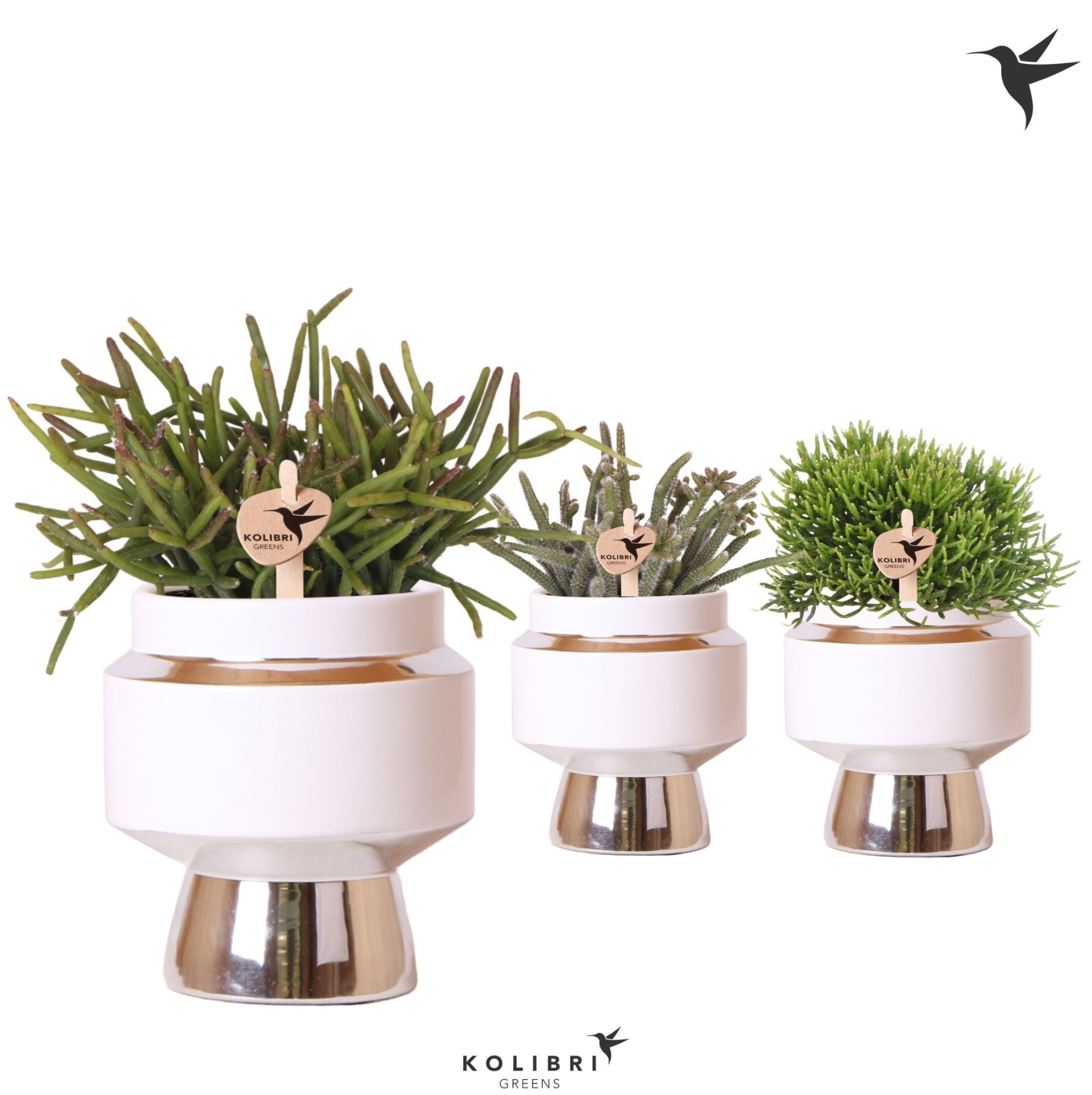 Kolibri Greens Rhipsalis mix in Le Chic pot silver, D 9
