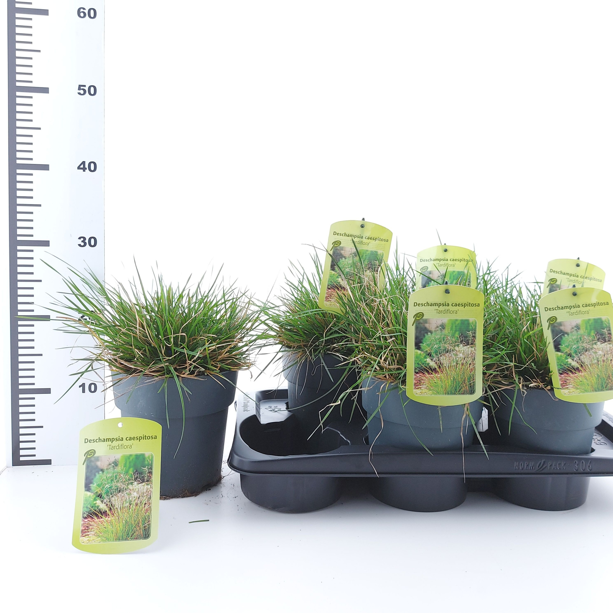 Deschampsia cespitosa 'Tardiflora', D 17 cm