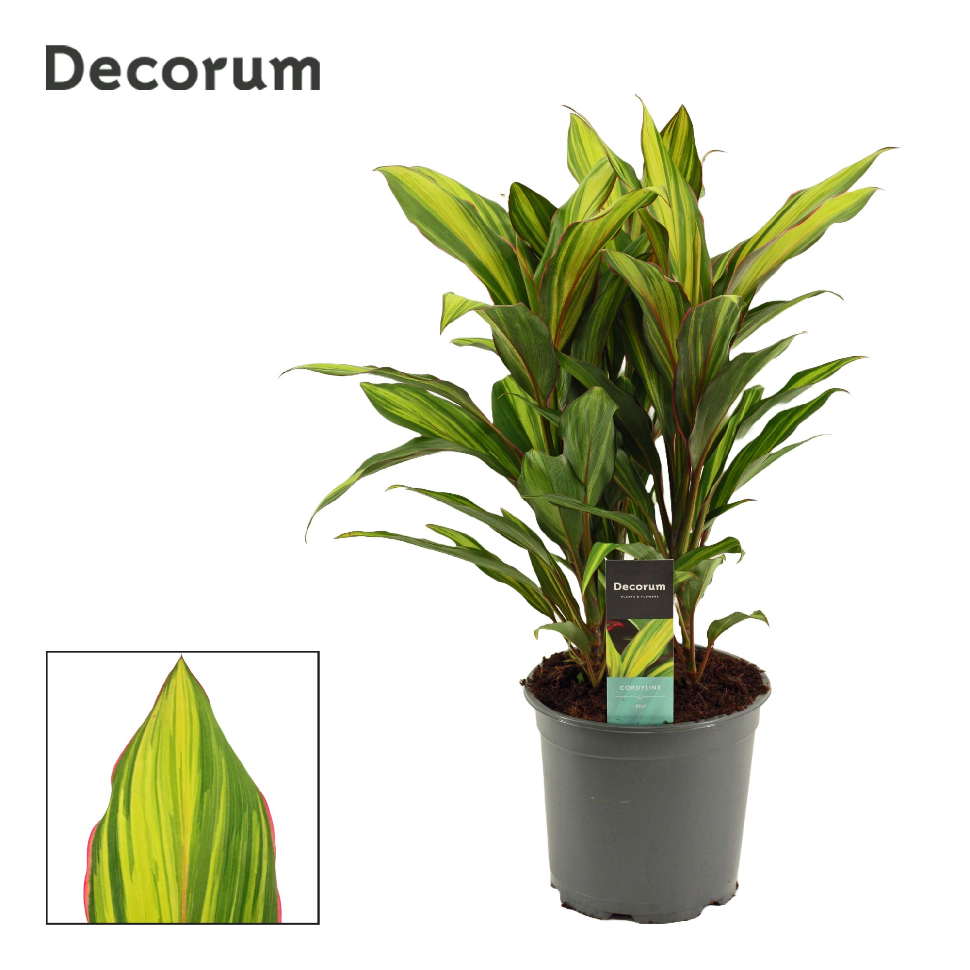 Cordyline Kiwi Toef 19 cm (Decorum), D 19 cm