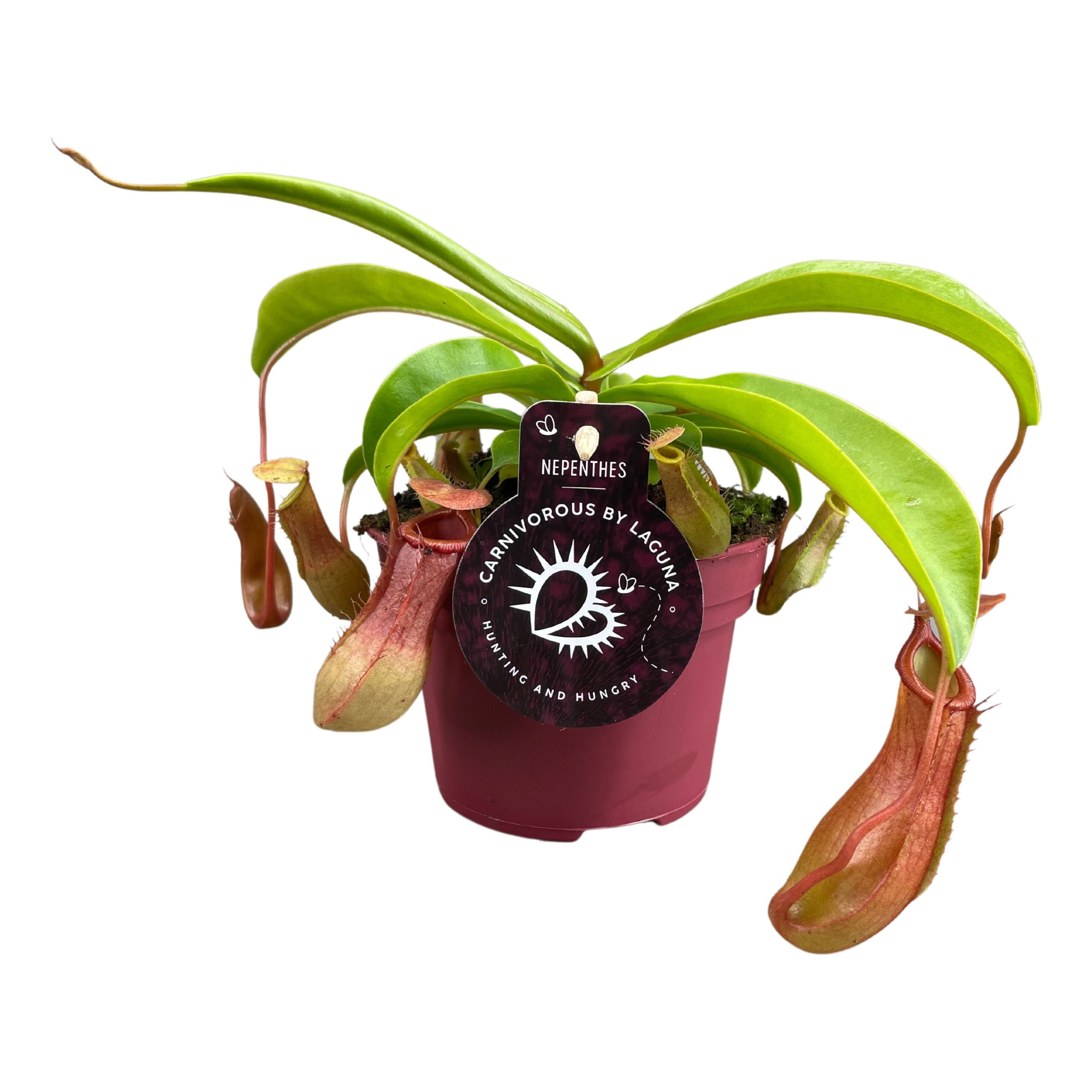 Nepenthes Alata 12 cm, D 12