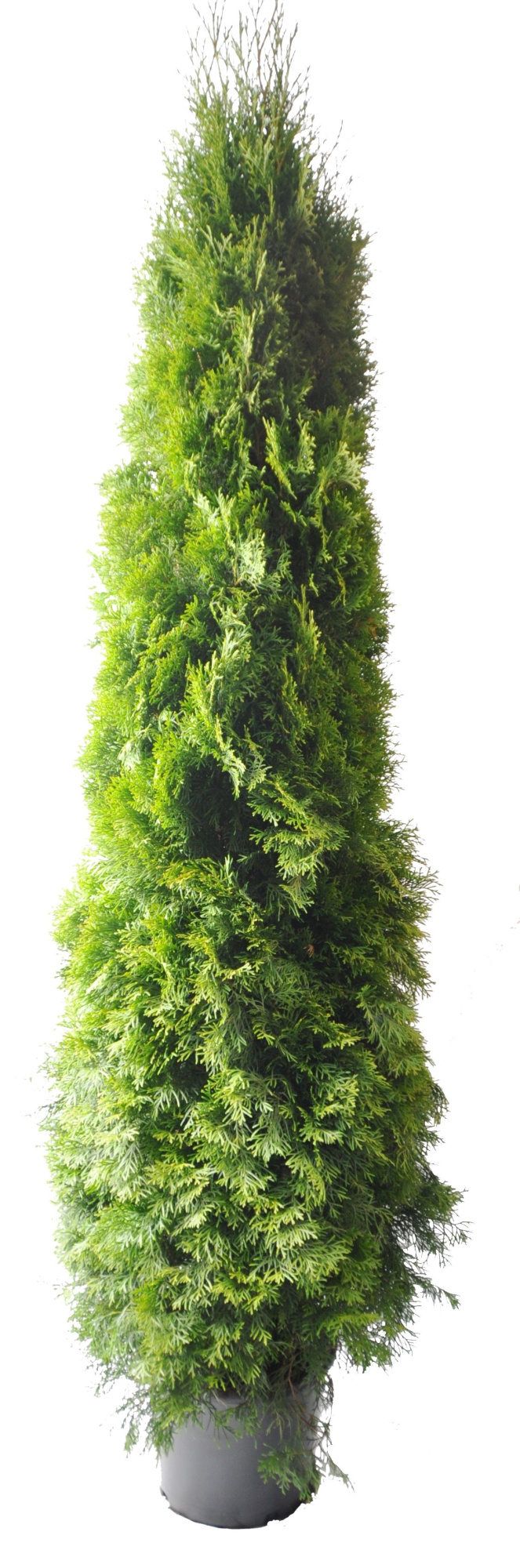 Thuja occ. Smaragd, plantmaat 180-200 cm - Rondgestoken -, D 33