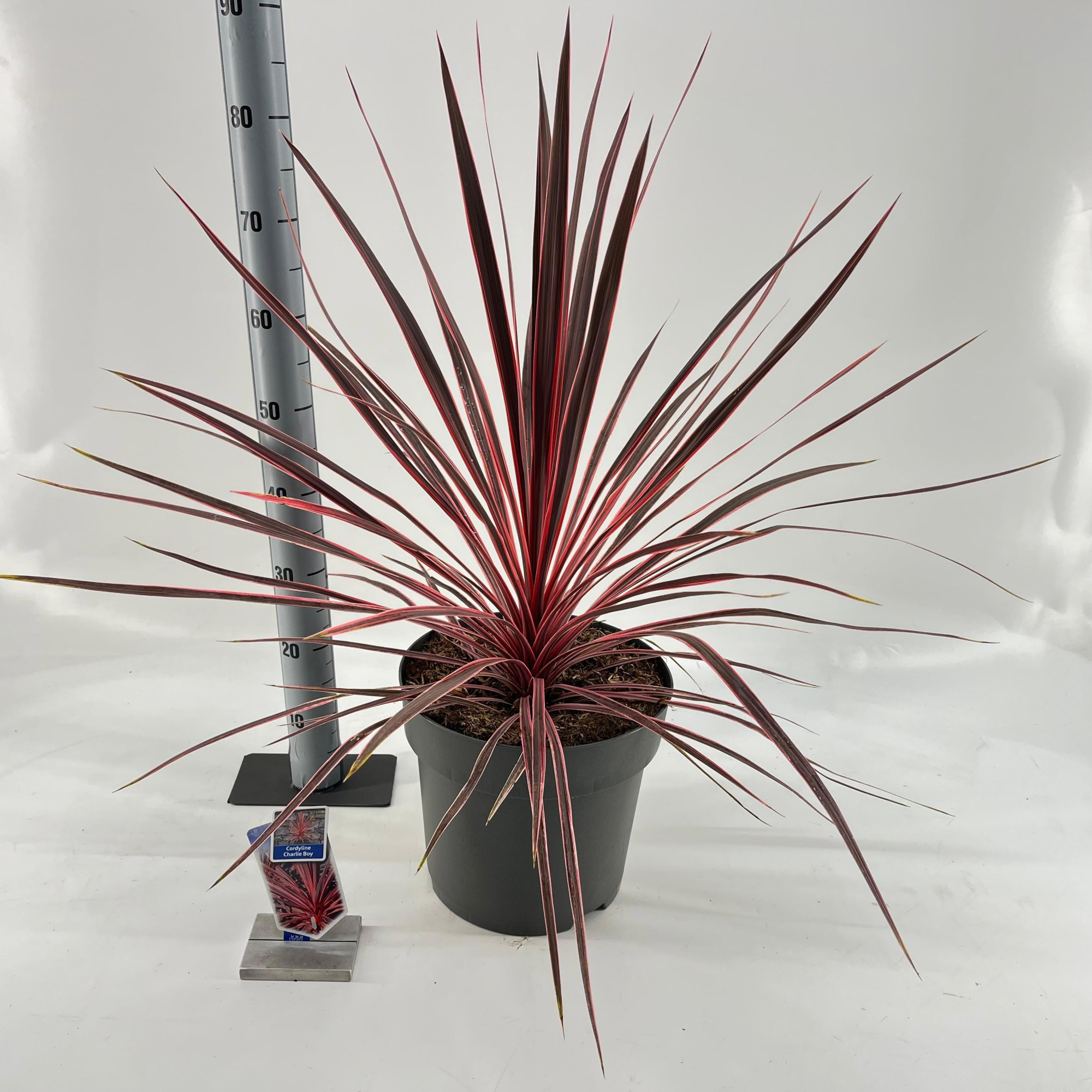 Cordyline australis Charlie Boy ('RIC01'PBR), D 32 cm