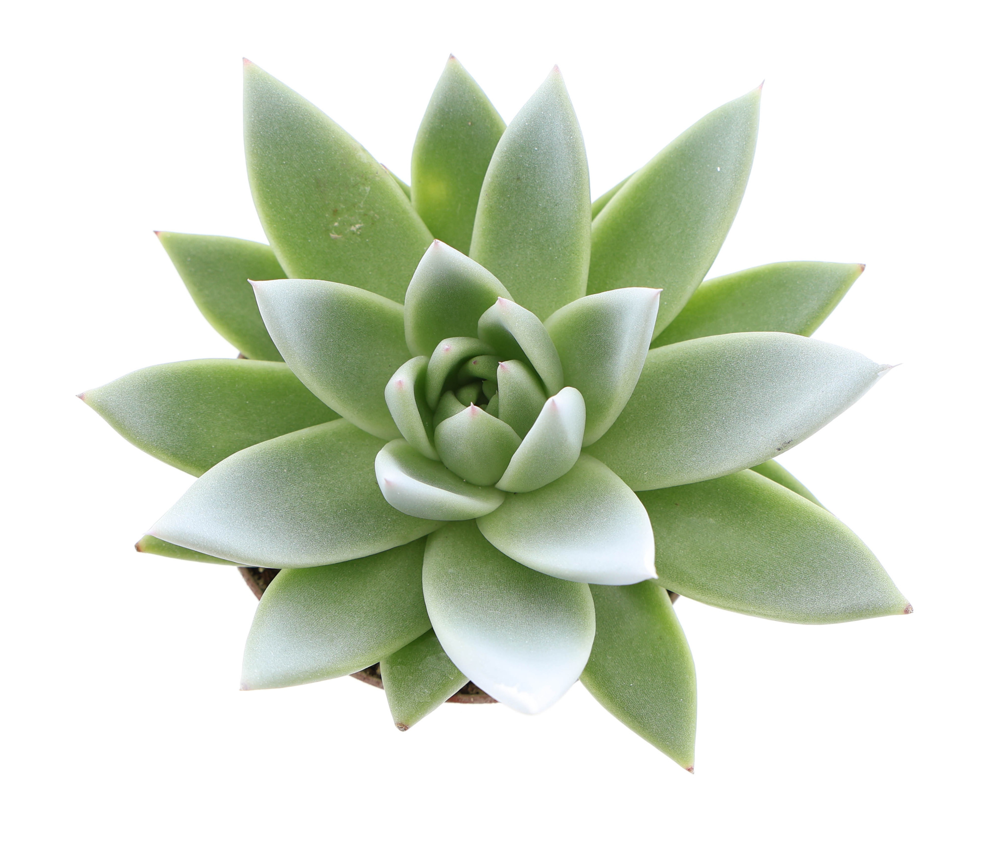 Miranda tips whtie, D 8,5 cm