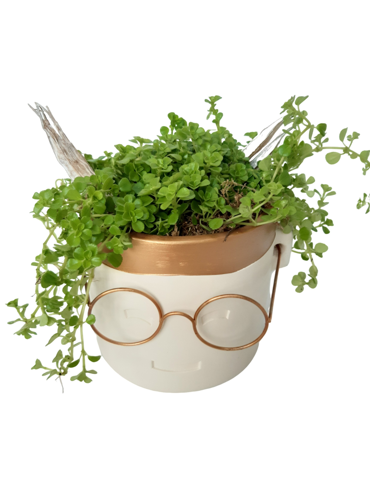 PG14PIL Goldpot,Glasses Pilea + deco KERST, D 14 cm