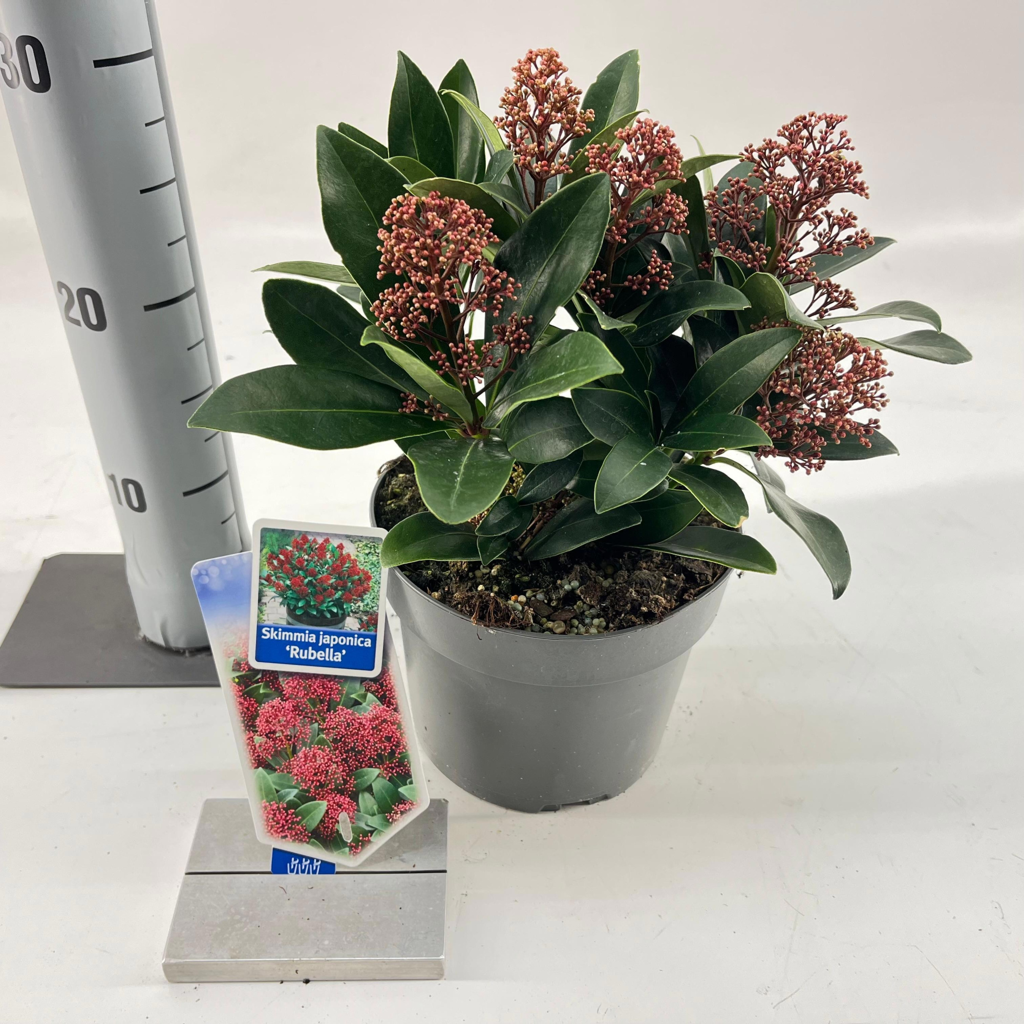 Skimmia jap. 'Rubella', D 17 cm