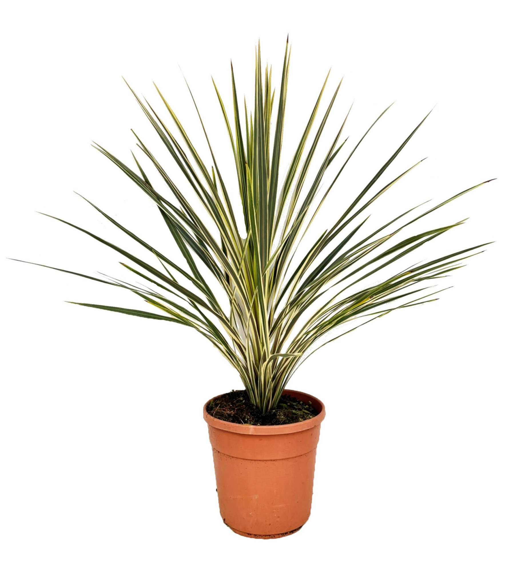 Cordyline torbay dazzler, D 24 cm