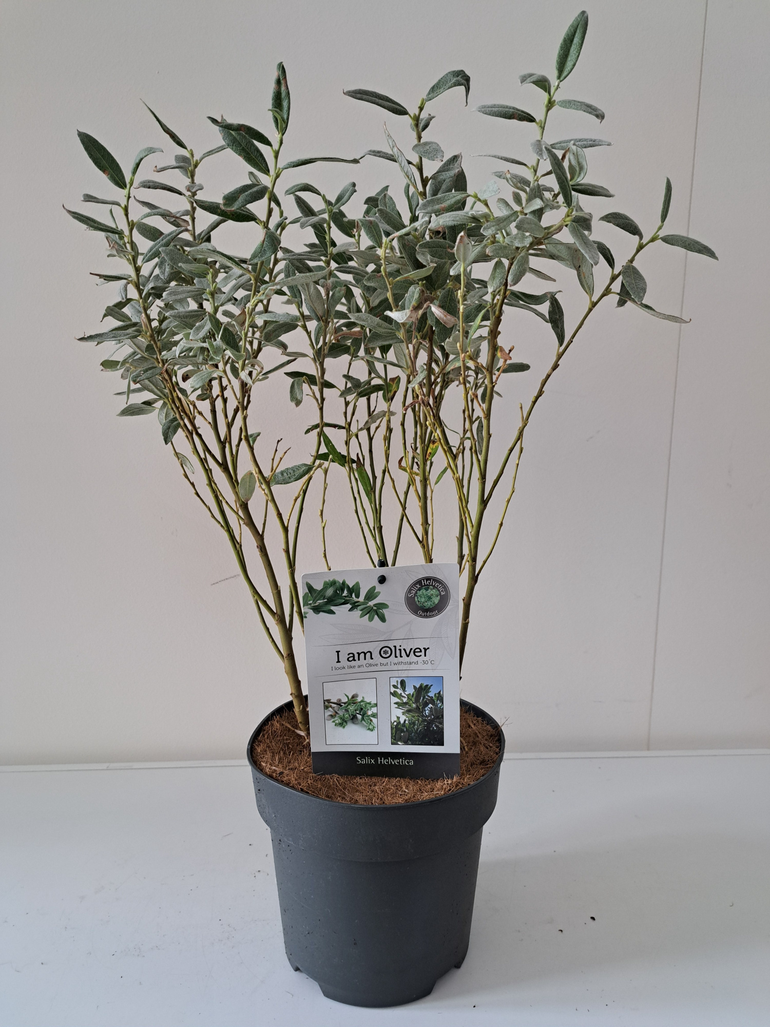 Salix Helvetica bush p19, D 19 cm