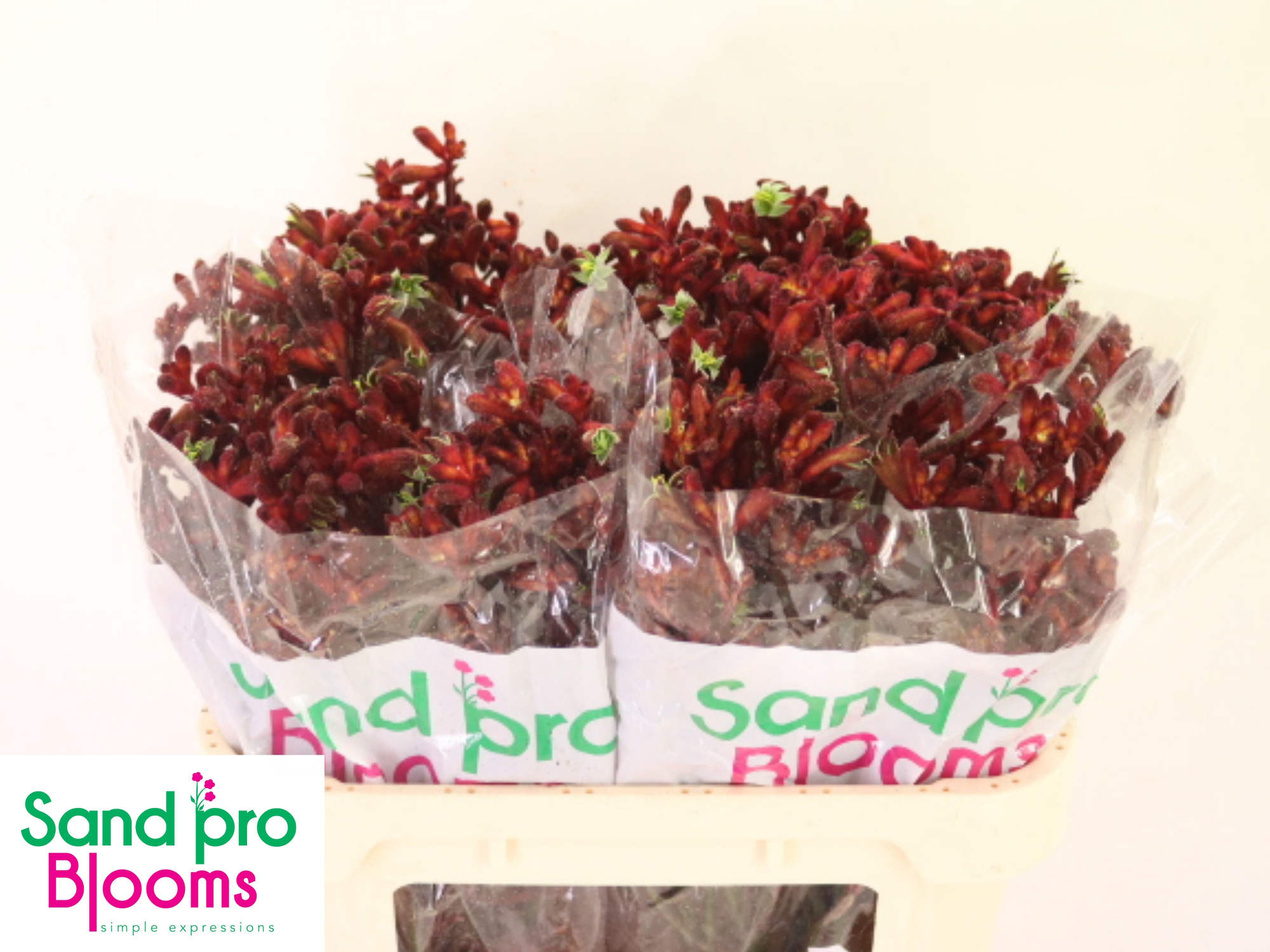 Анигозантус Эрли Спринг 70 (красн.), шт.