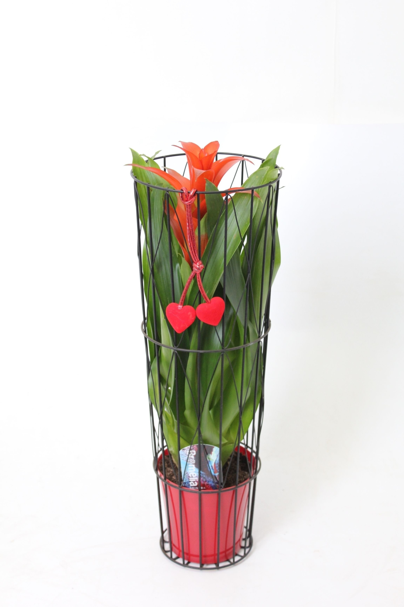 Bromelia Prison Sweetheart, D 15 cm