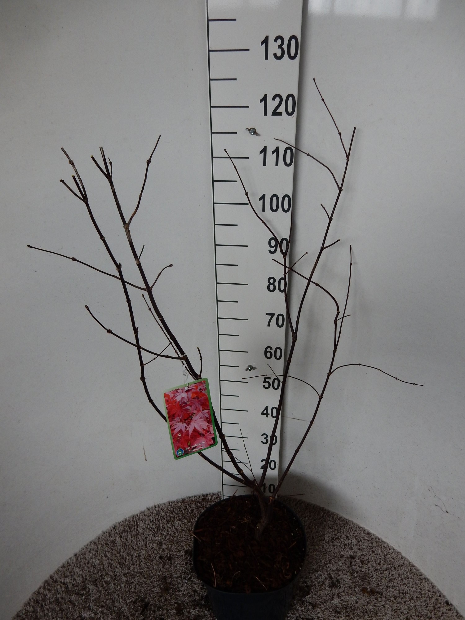 Acer palm. Bloodgood 80-100 P30, D 30