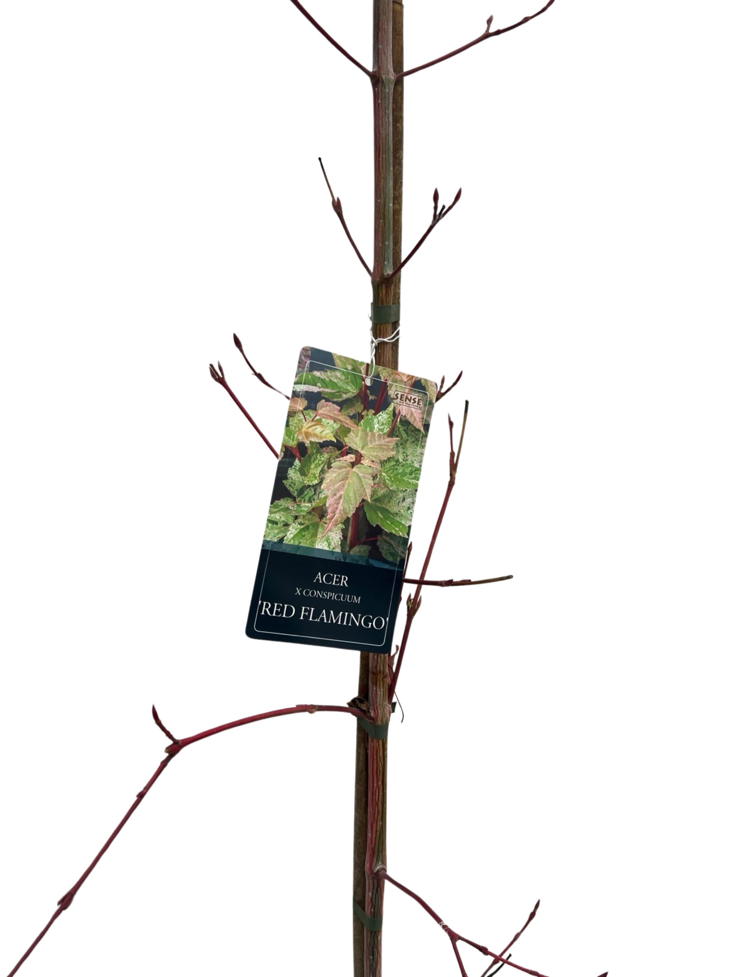 Acer con. 'Red Flamingo' geveerd, D 27