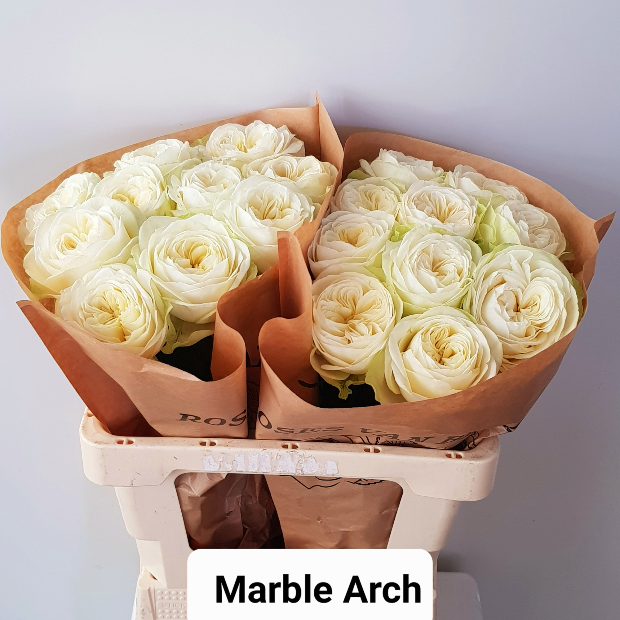 Роза од. Марбл Арк 50, шт.