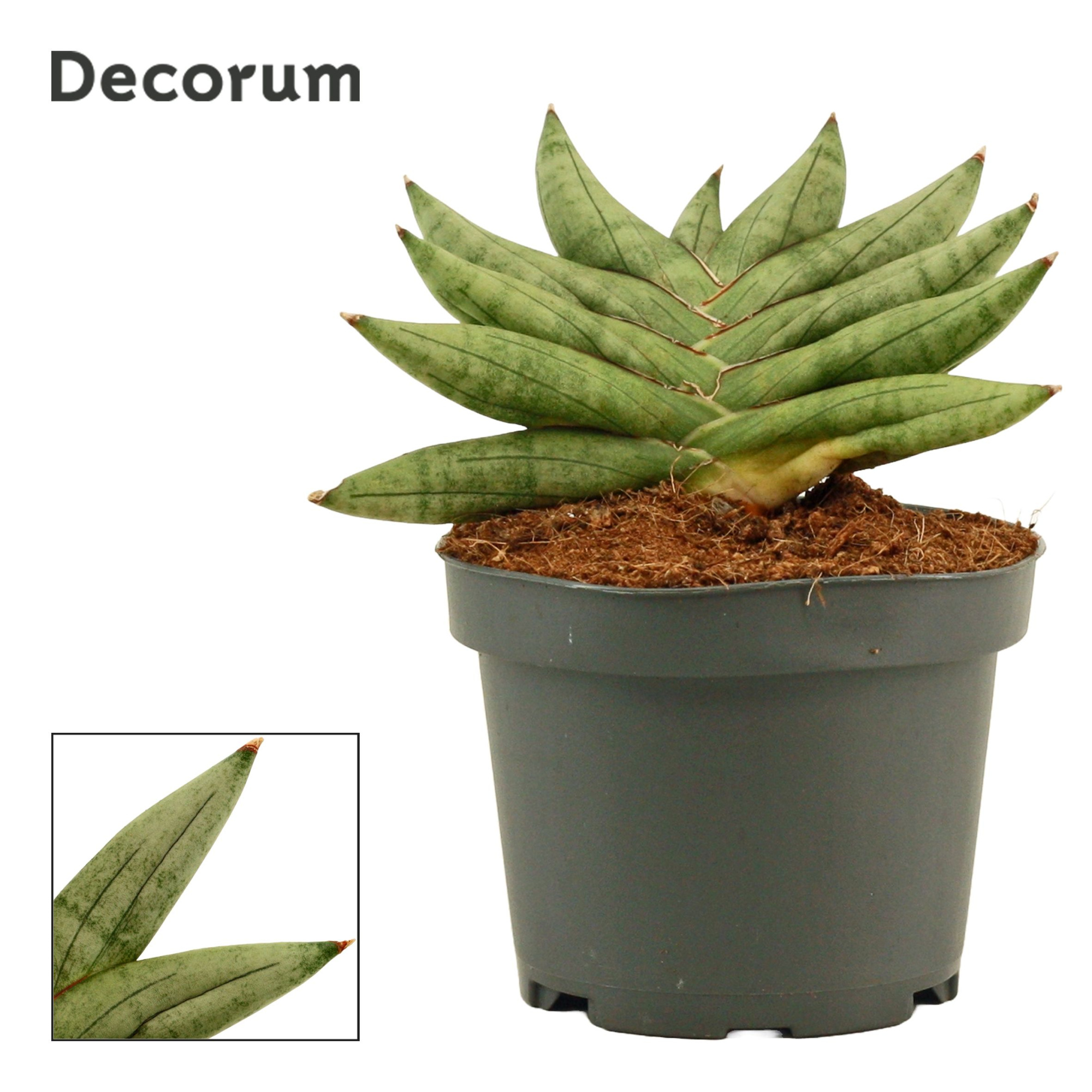 Sansevieria Artistic fan 9 cm (Decorum), D 9 cm