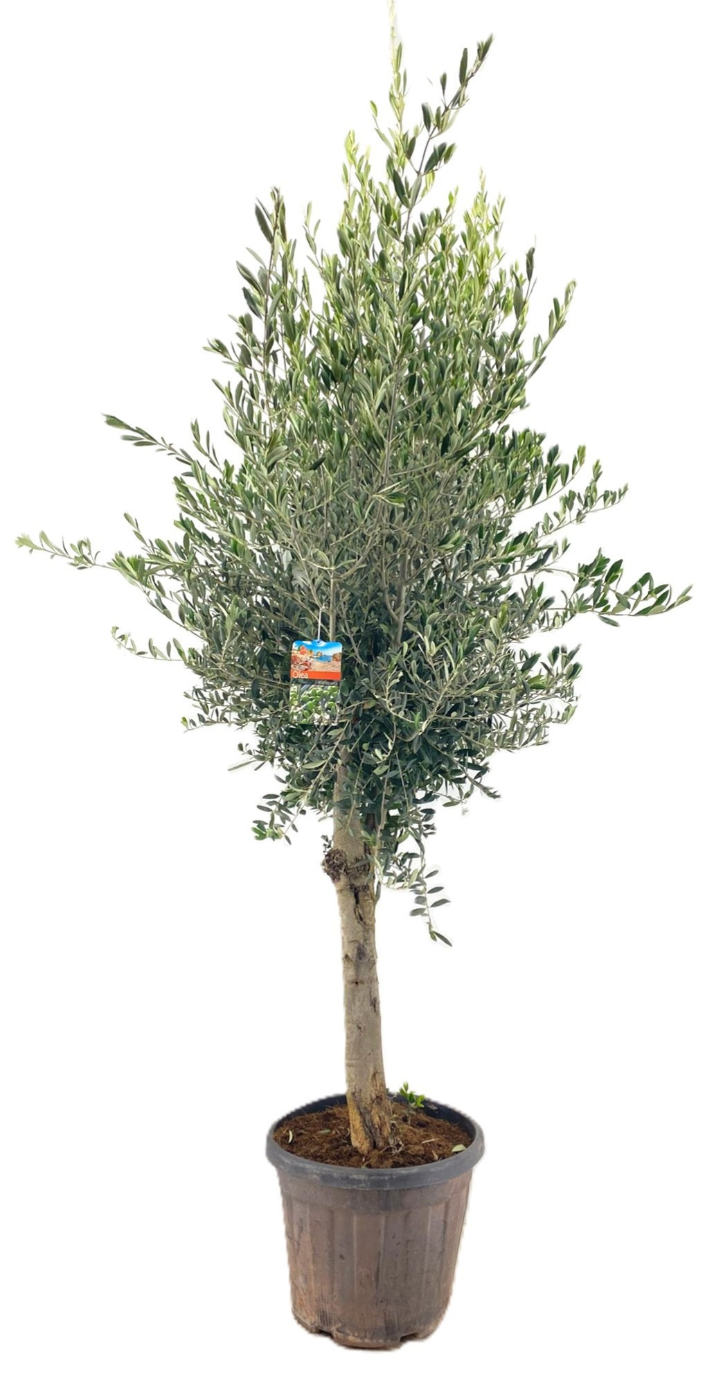 Olea europaea, D 45
