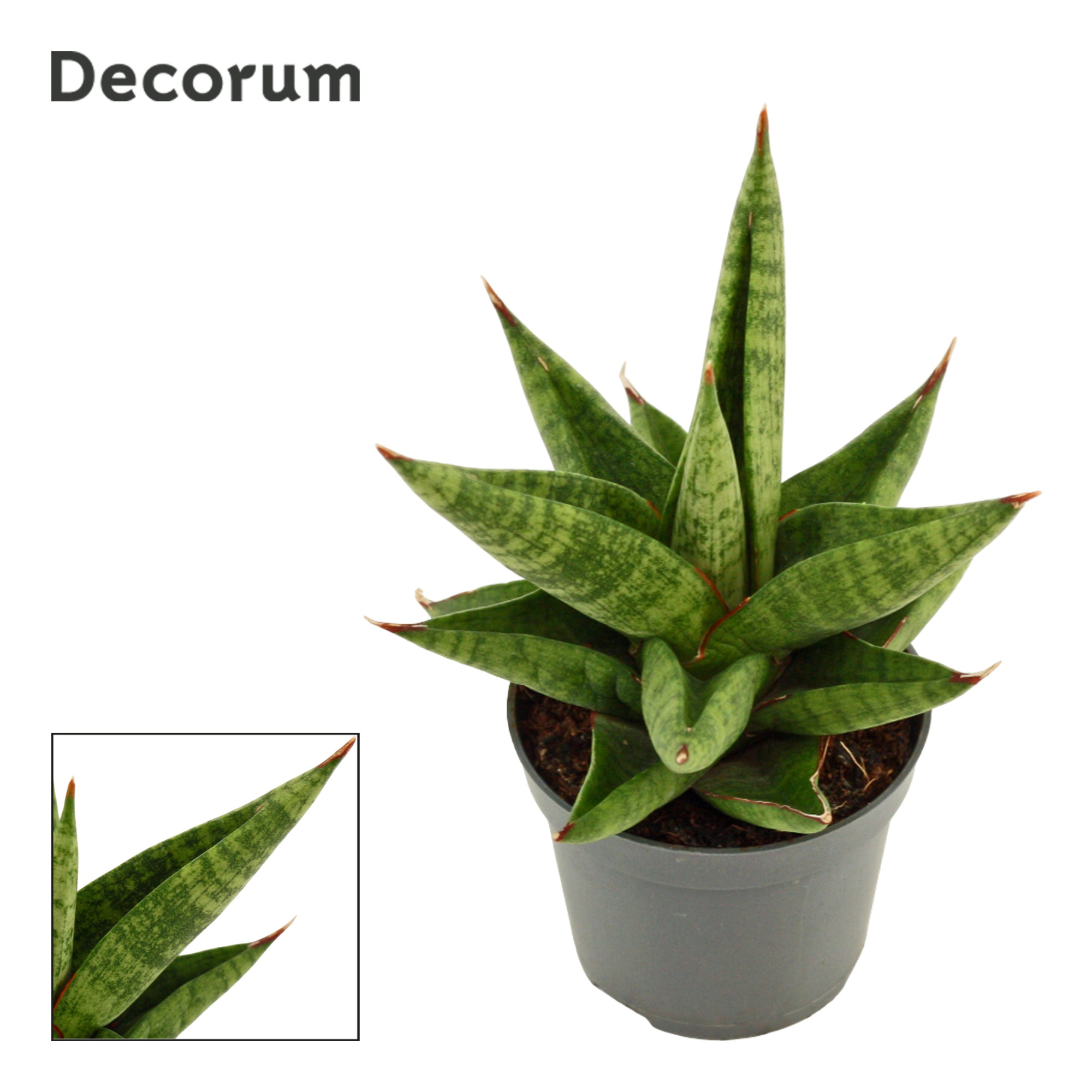 Sansevieria Snow Lotus Crown 6 cm (Decorum), D 6