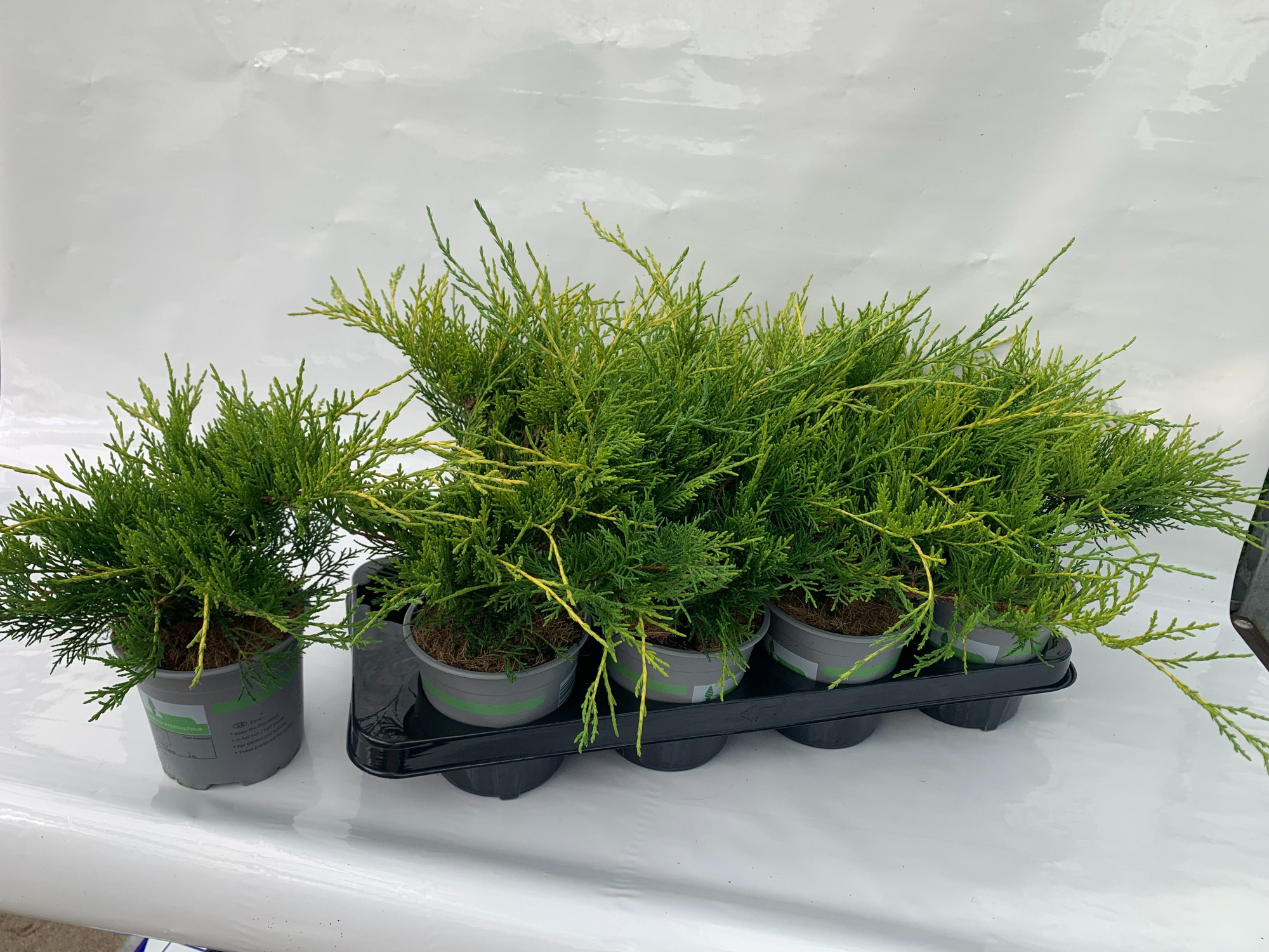 JUNIPERUS X PFITZERIANA OLD GOLD, D 13 cm