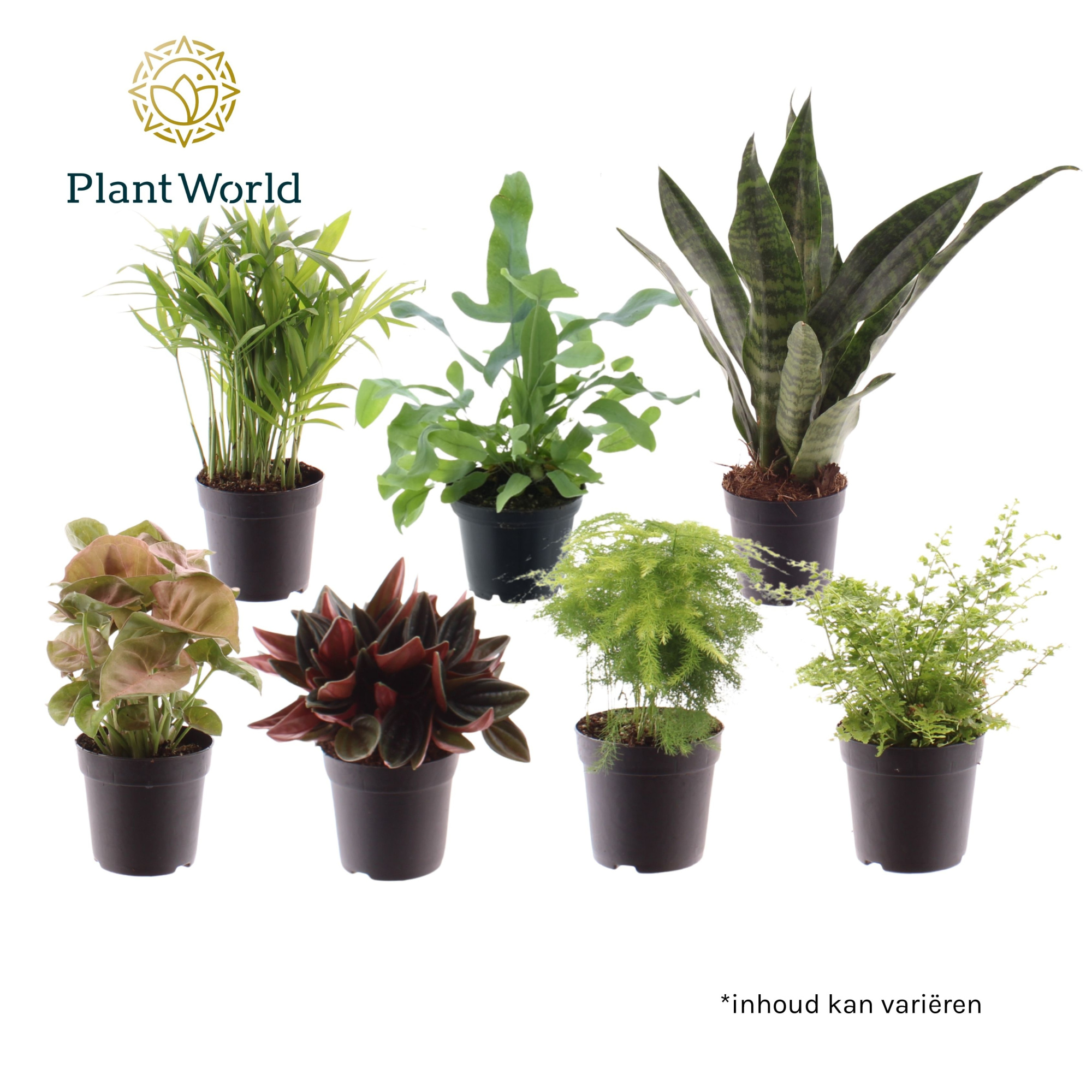 Keen on Green mix Georgia 7 cm, D 7 cm