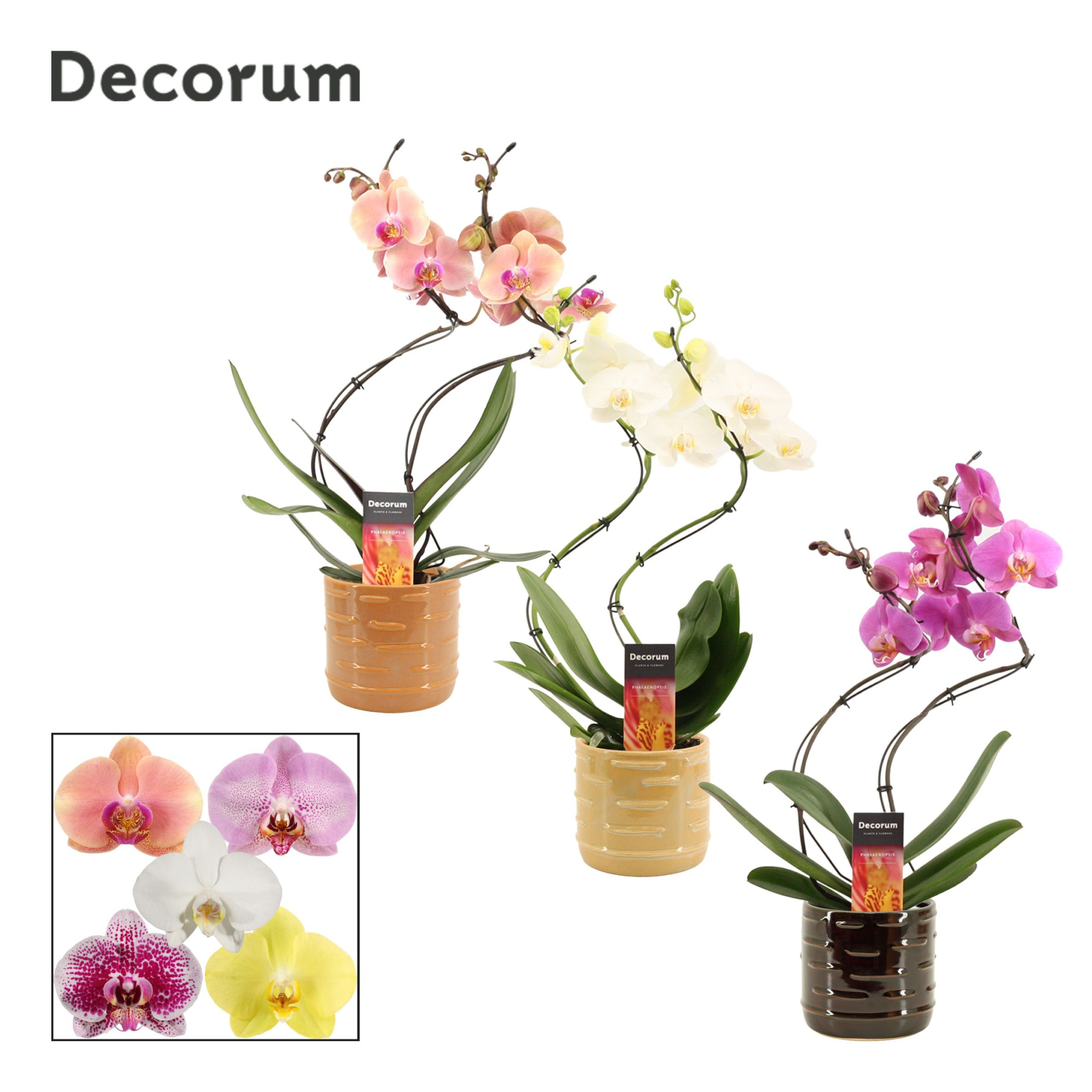 Phalaenopsis hurricane mix in Lois (Deco-collection), D 12 cm