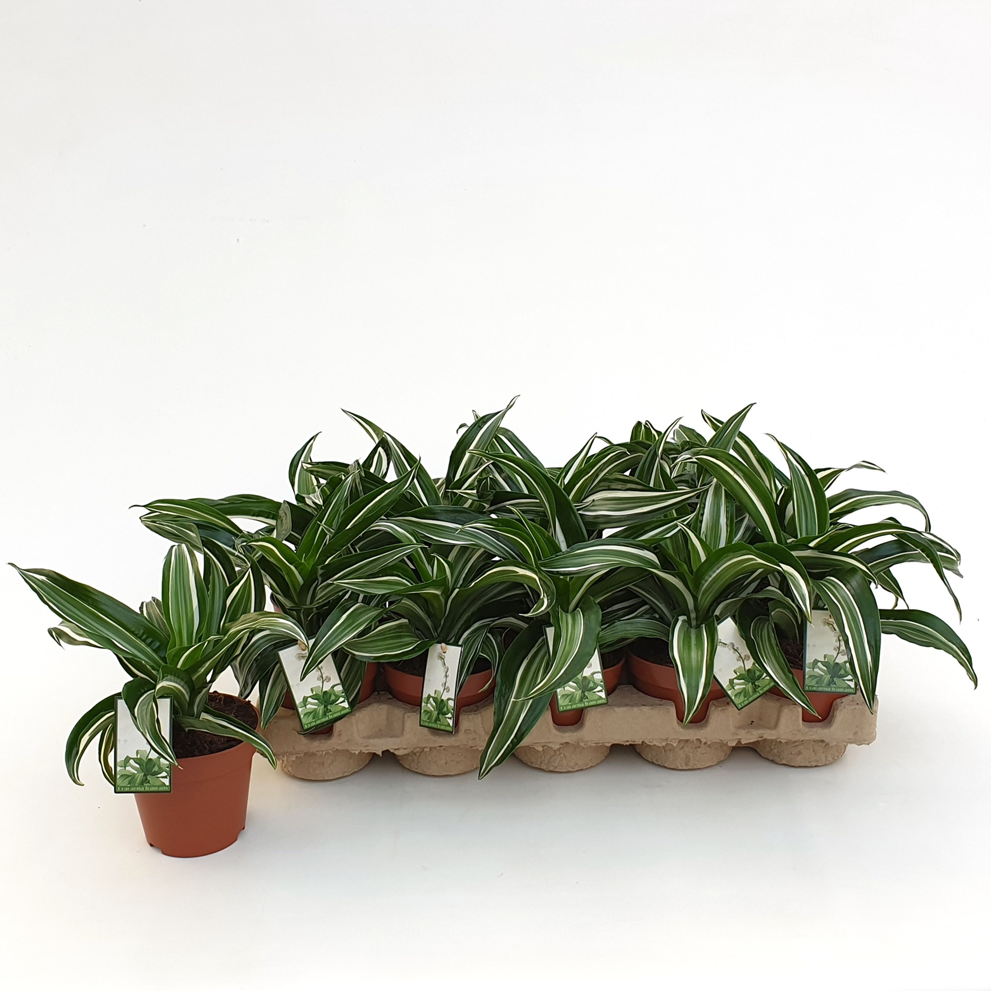 Dracaena Jade Jewel in EcoExpert tray met luxe etiket, D 12 cm