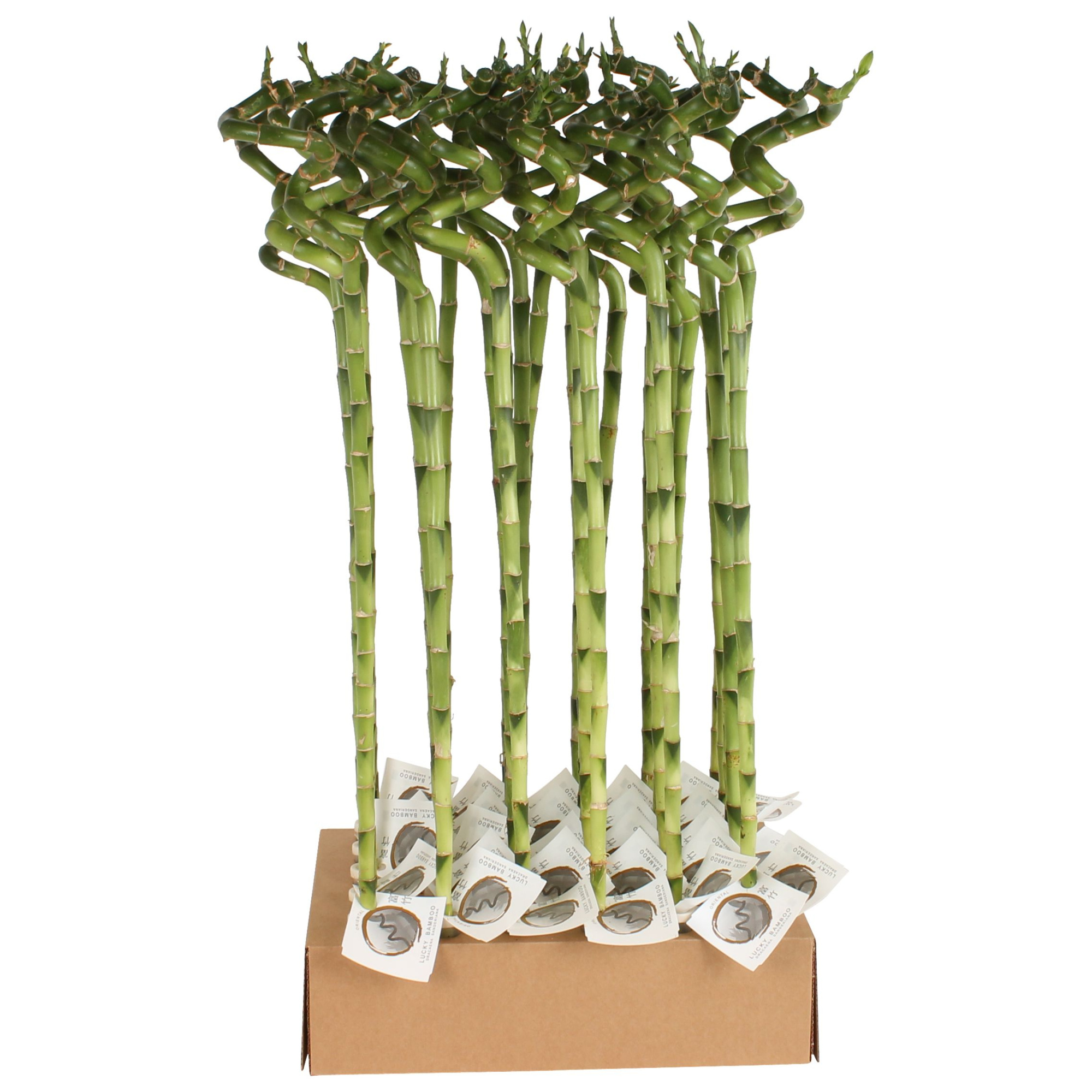 Lucky Bamboo Stem Spiral 70cm in Tube & Karton Tray, D 5 cm