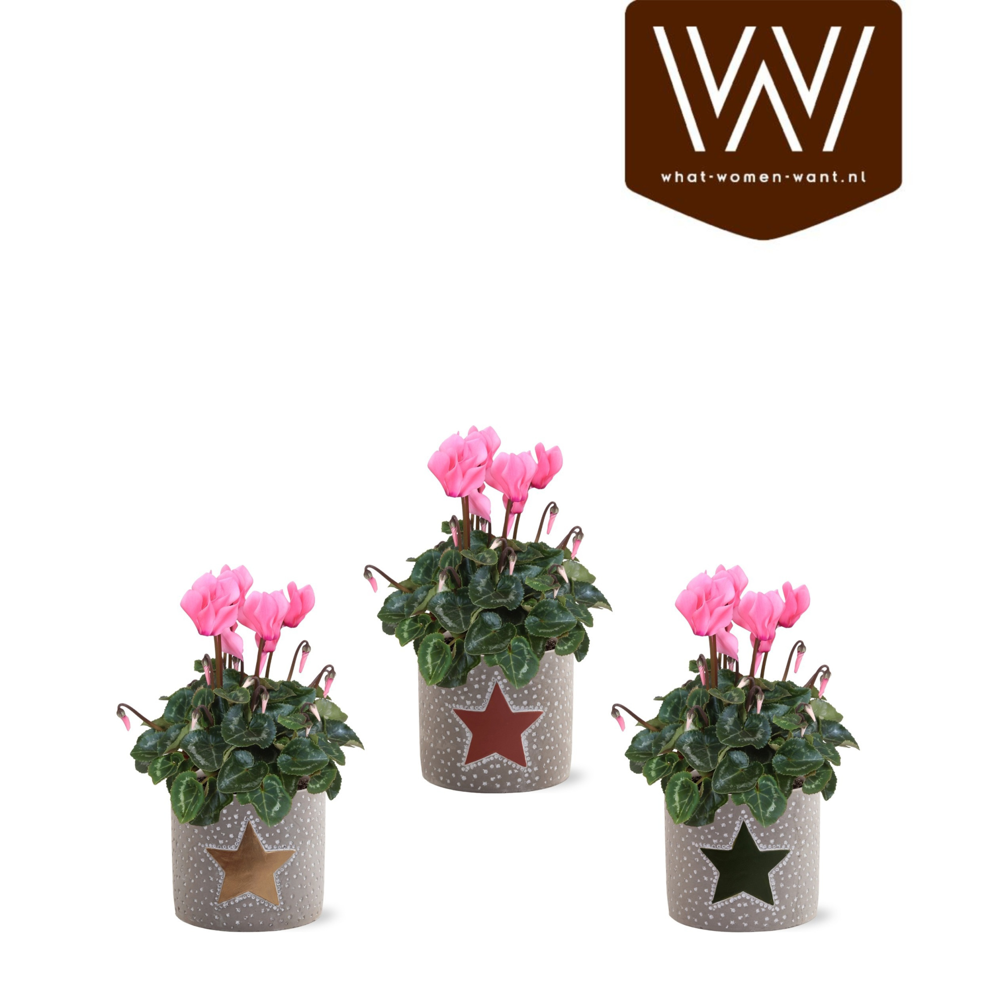 Collectie"Nature World"Roze Cyclaam in keramiek Jazz, D 14